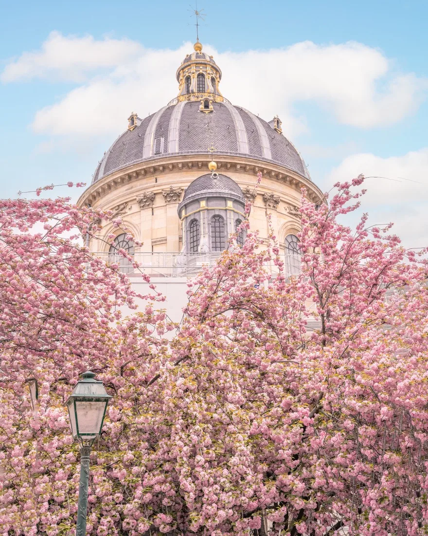 Grand domed historic building rising above a foreground of pink cherry blossoms and a vintage streetlamp under a blue sky.