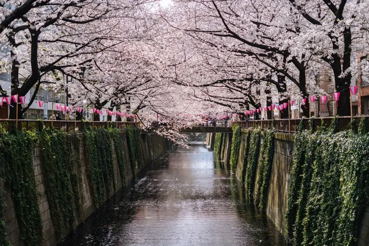 Cherry blossom trees form a pink canopy over a calm canal lined with ivy-covered walls and festive lanterns.