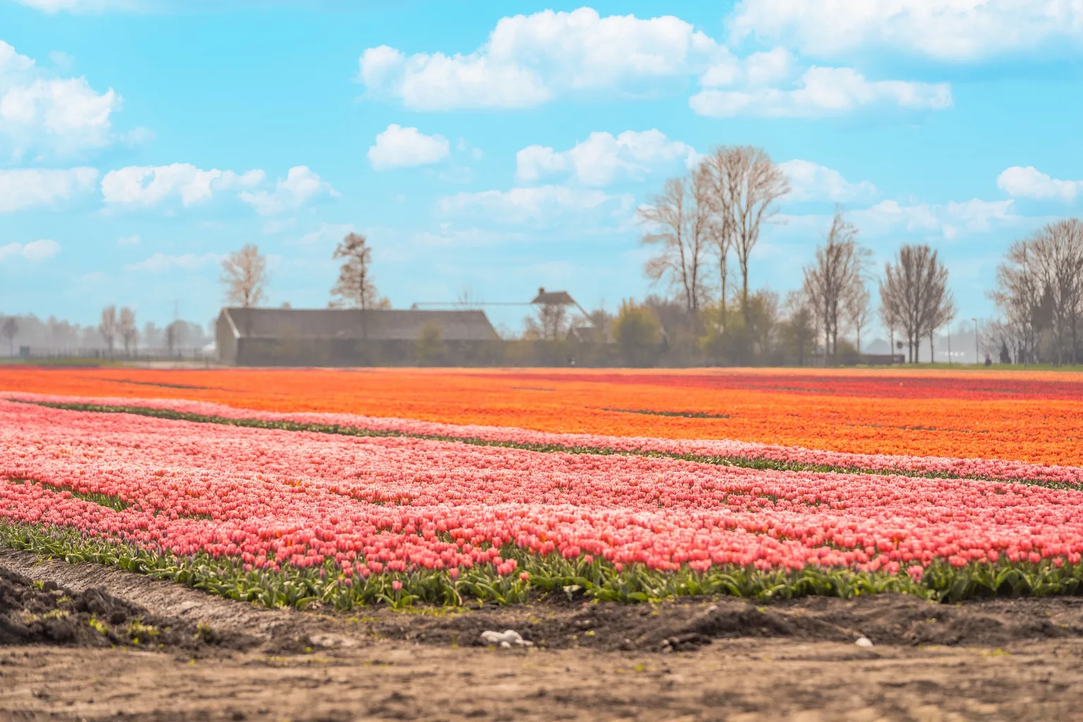 Endless rows of pink and orange tulips stretching across flat farmland under a blue sky with scattered clouds.