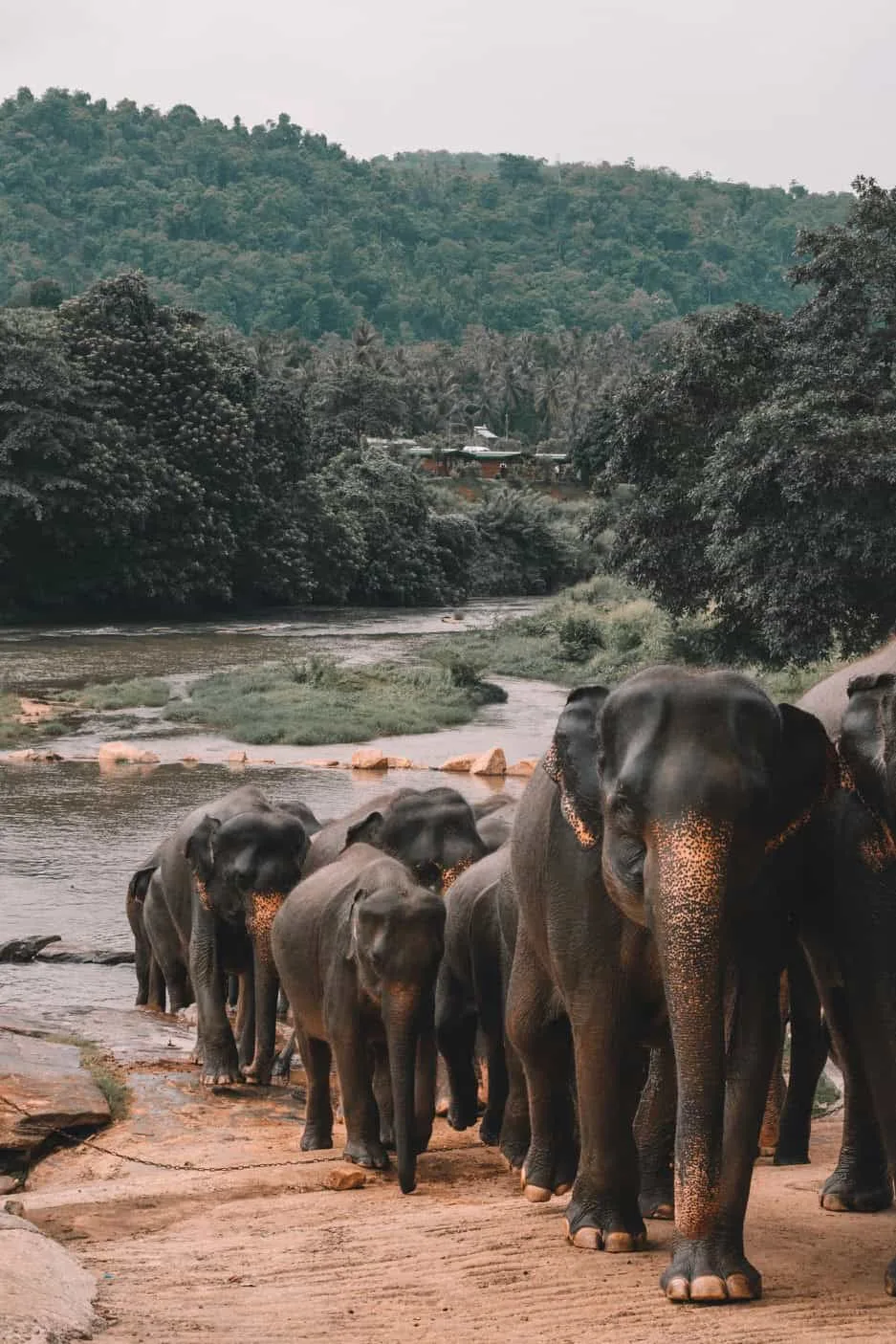Elephants walking along a riverbank.
