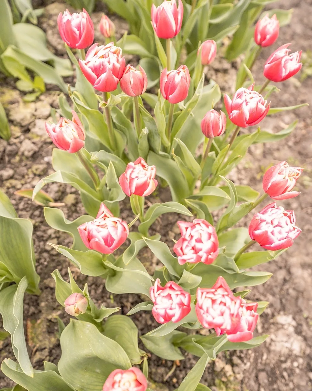 Cluster of pink tulips with green leaves blooming in a sunlit garden bed.