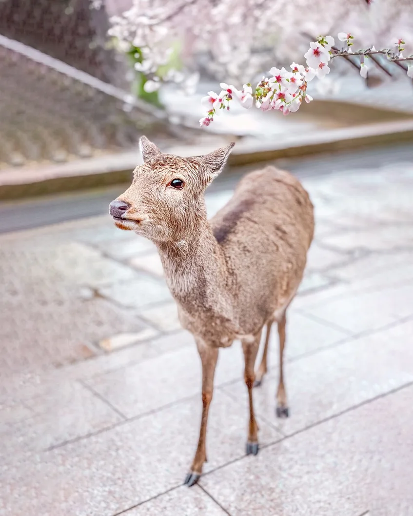 A curious deer standing on a stone path under blooming cherry blossoms, looking toward the camera.