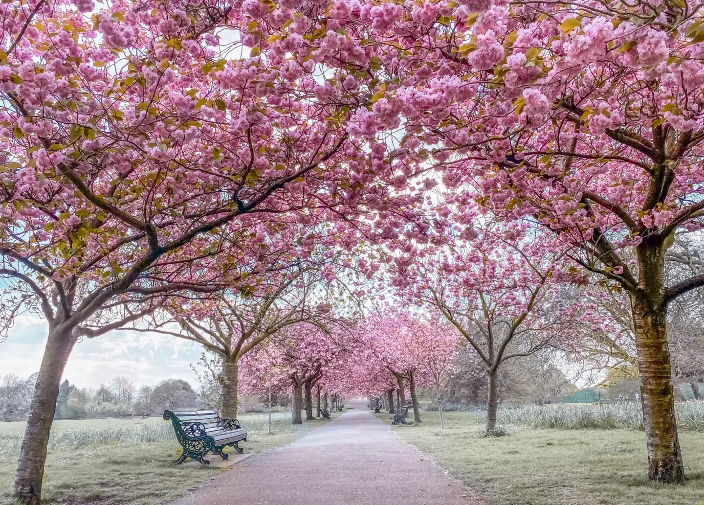 A peaceful park path lined with benches and a canopy of pink cherry blossoms in full bloom.