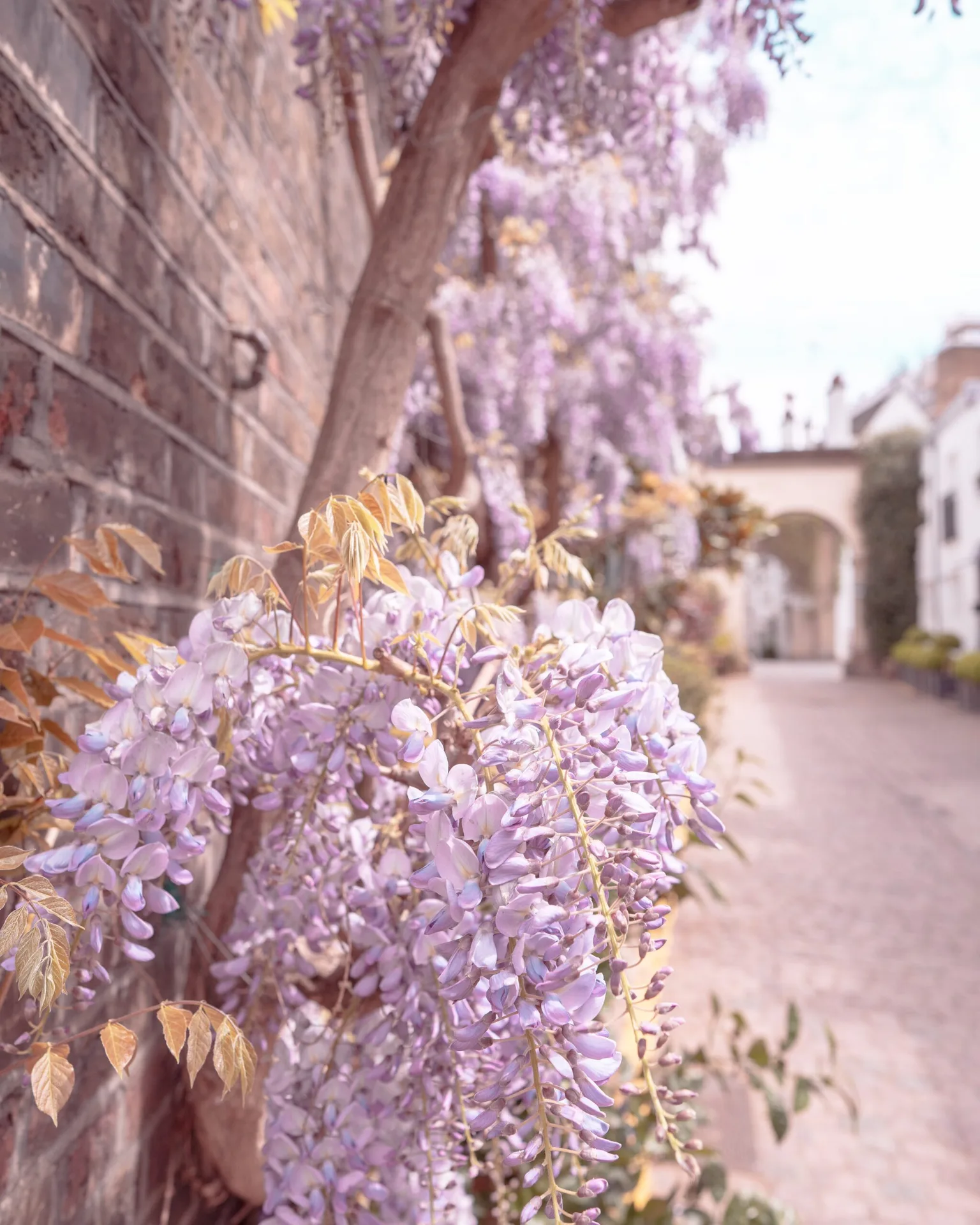 Cascade of pale lavender wisteria blossoms draping a brick wall along a sunlit cobbled lane leading to an arched gateway