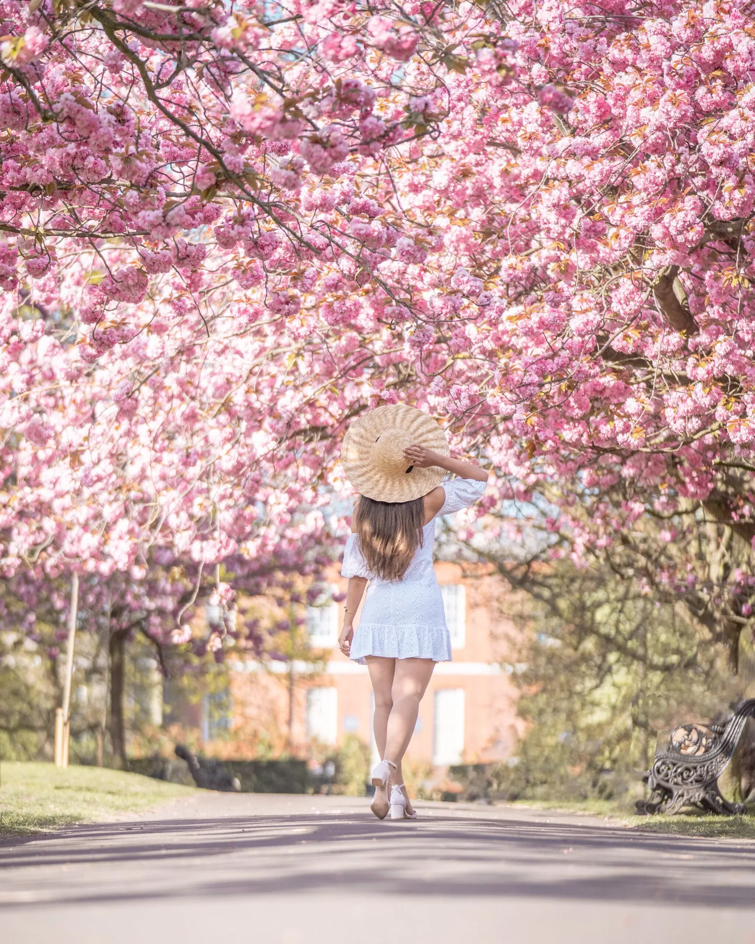 Greenwich Park skyline view over London ; Woman in a white sundress and straw hat walking under a canopy of pink cherry blossoms along a park path.