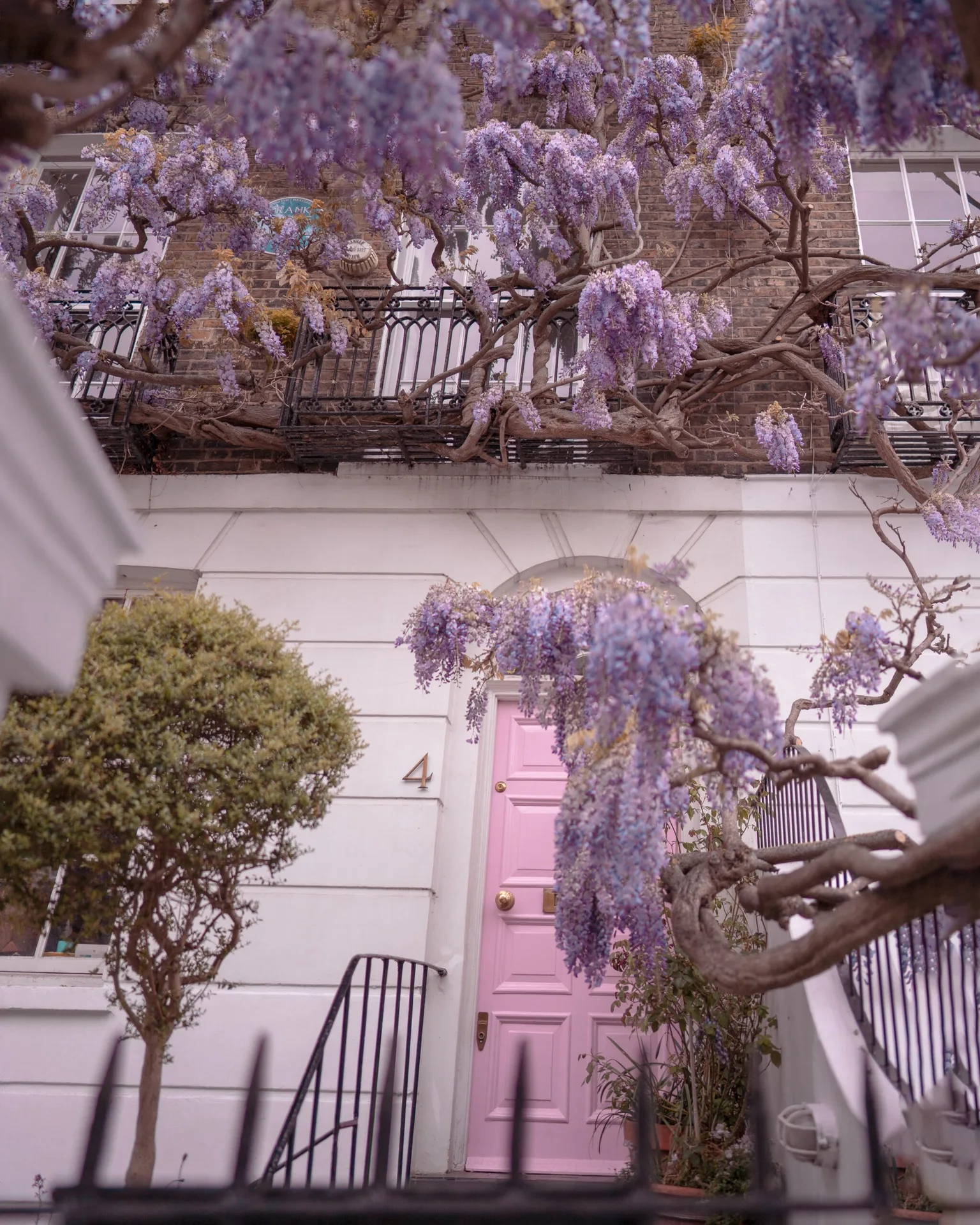 Victorian townhouse entrance with a pastel pink door framed by cascading purple wisteria and a small trimmed tree.