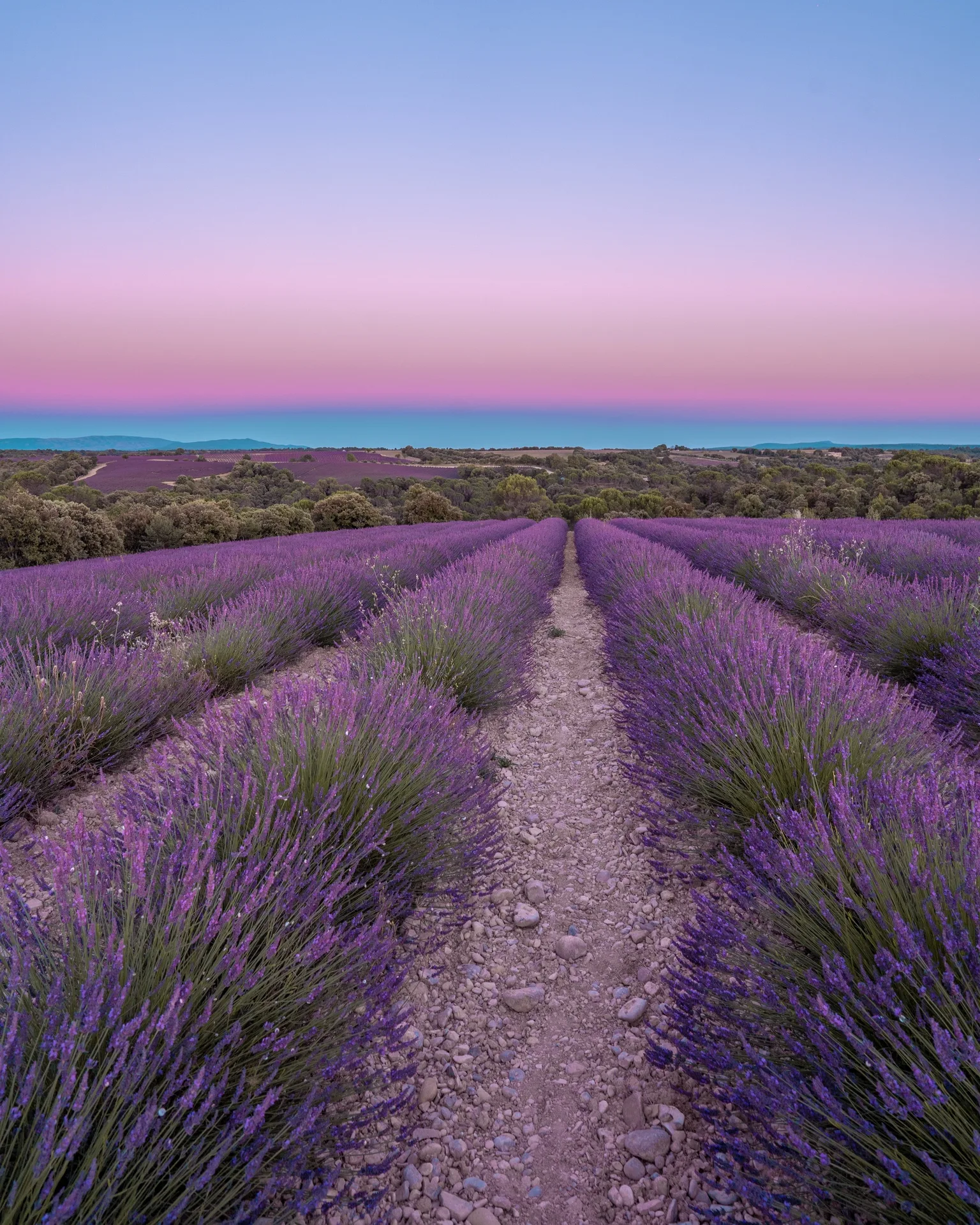 Rows of vibrant lavender stretching toward a distant tree-lined horizon under a pink and blue twilight sky.