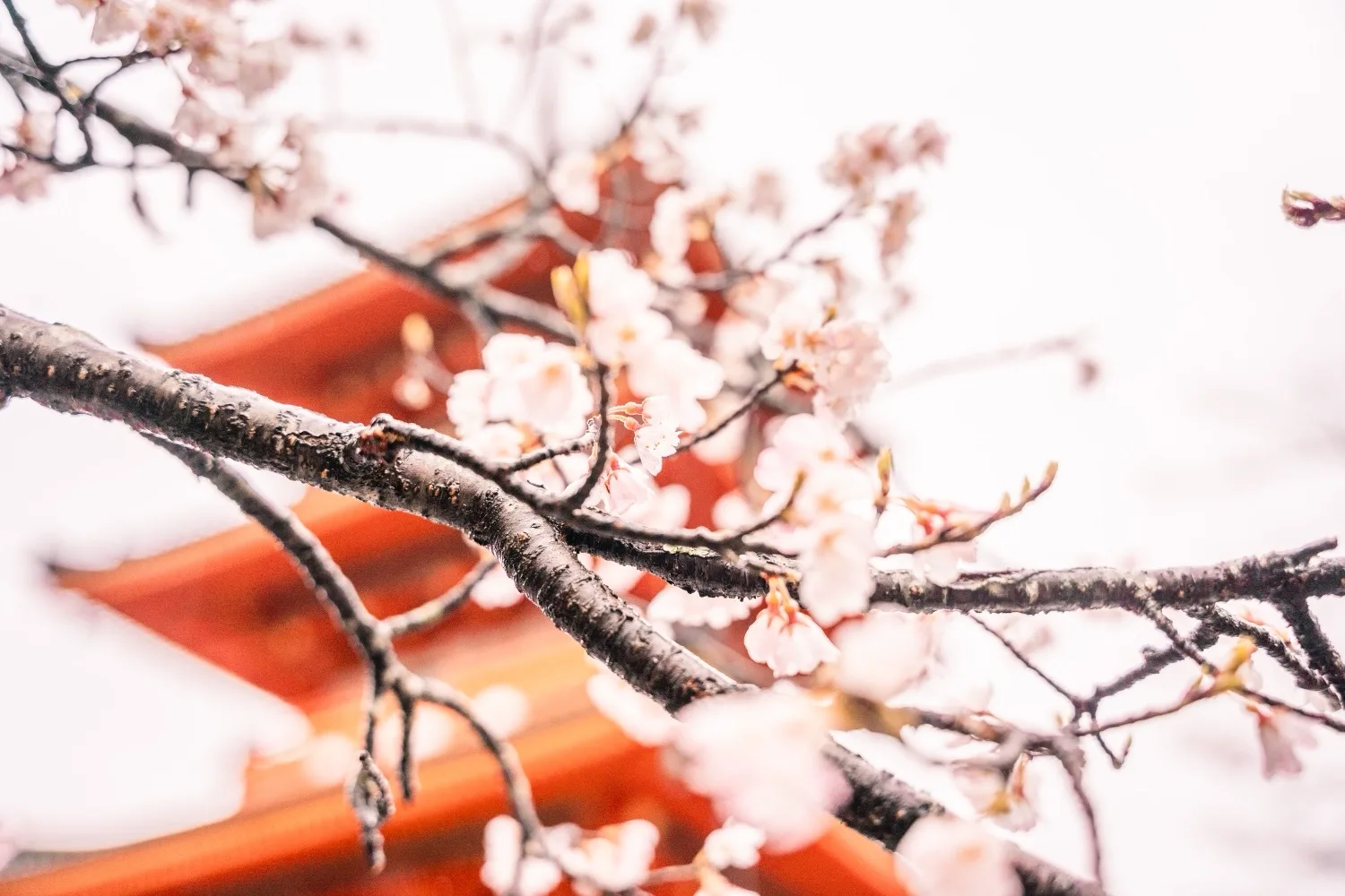 Cherry blossoms near a pagoda.