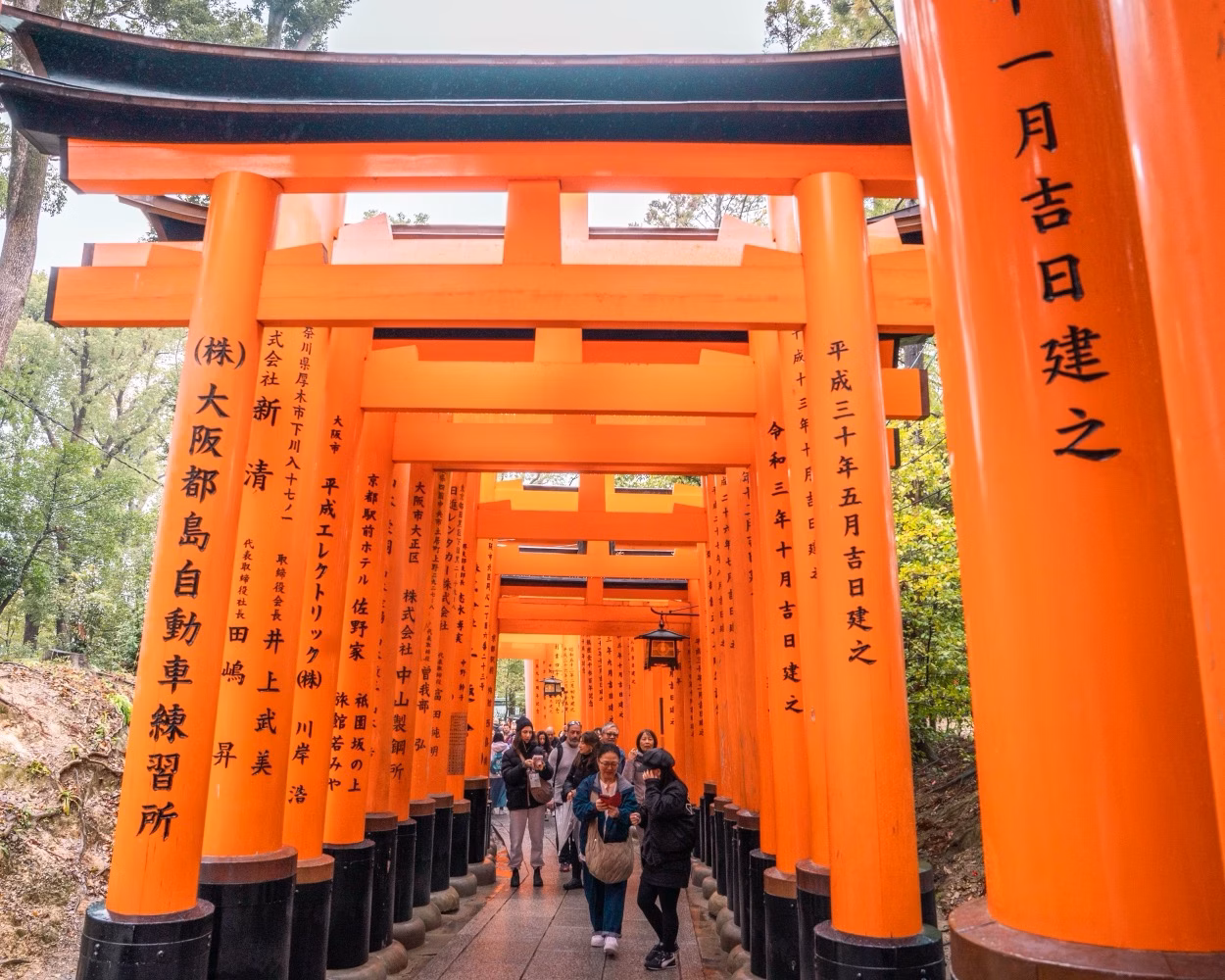 Visitors walk through a tunnel of bright orange torii gates in a Japanese shrine forest