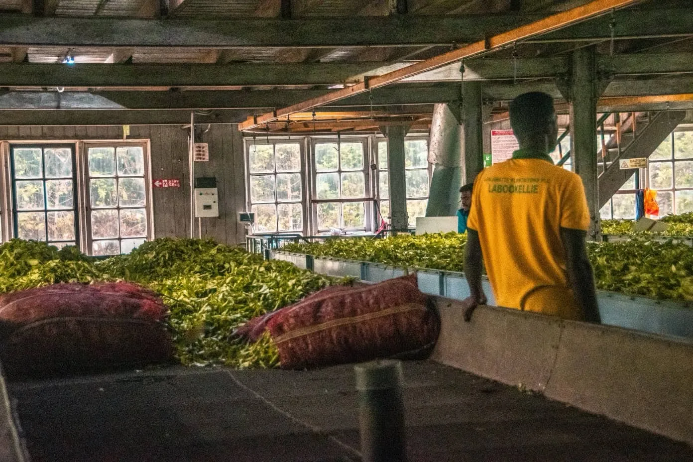 Workers processing tea leaves indoors.