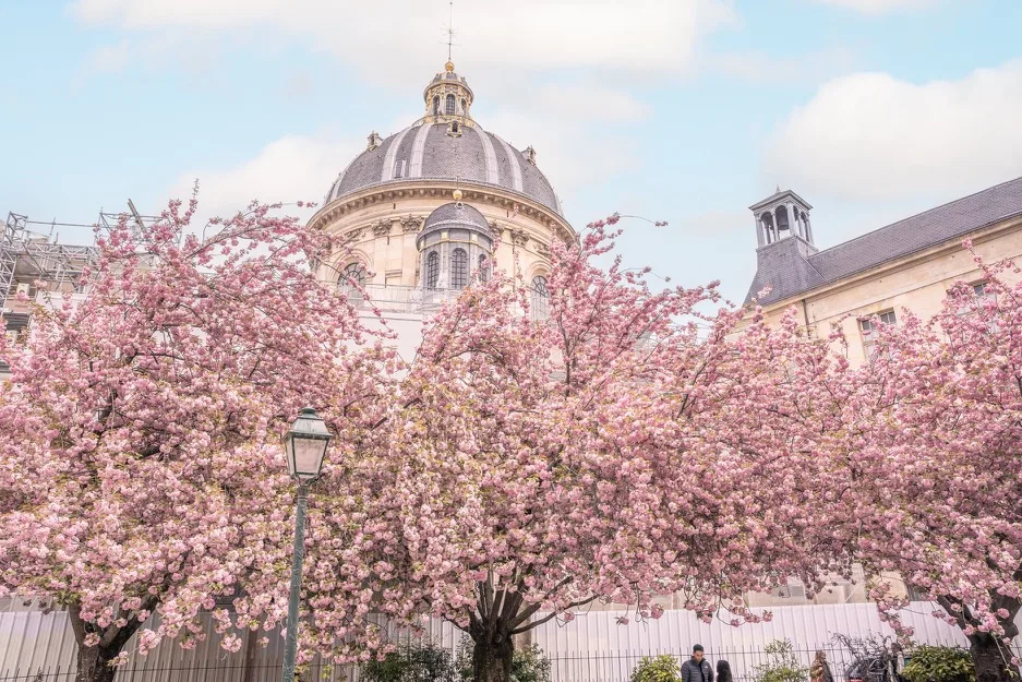 Blossoming pink cherry trees frame a historic stone domed building under a pale blue sky in a springtime city square.