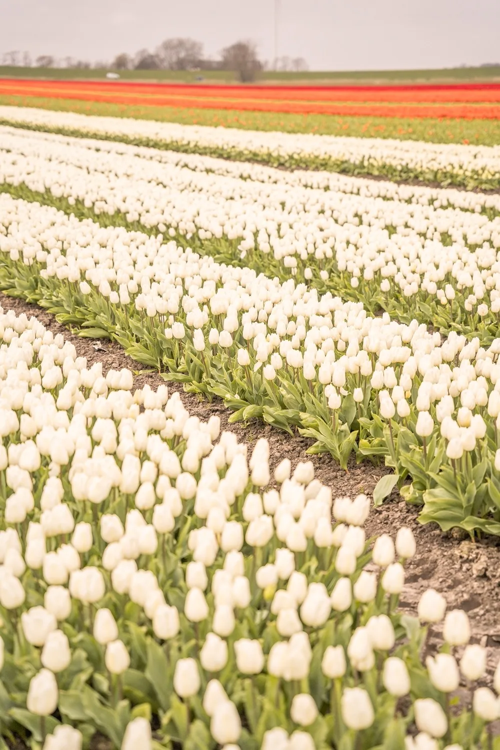 Endless rows of white tulips in the foreground with orange and red tulip bands stretching to the horizon.