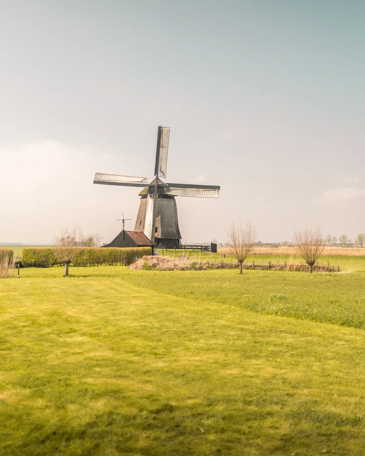 Traditional Dutch windmill standing in a flat green meadow under a pale sky, with trimmed hedges and small trees nearby.