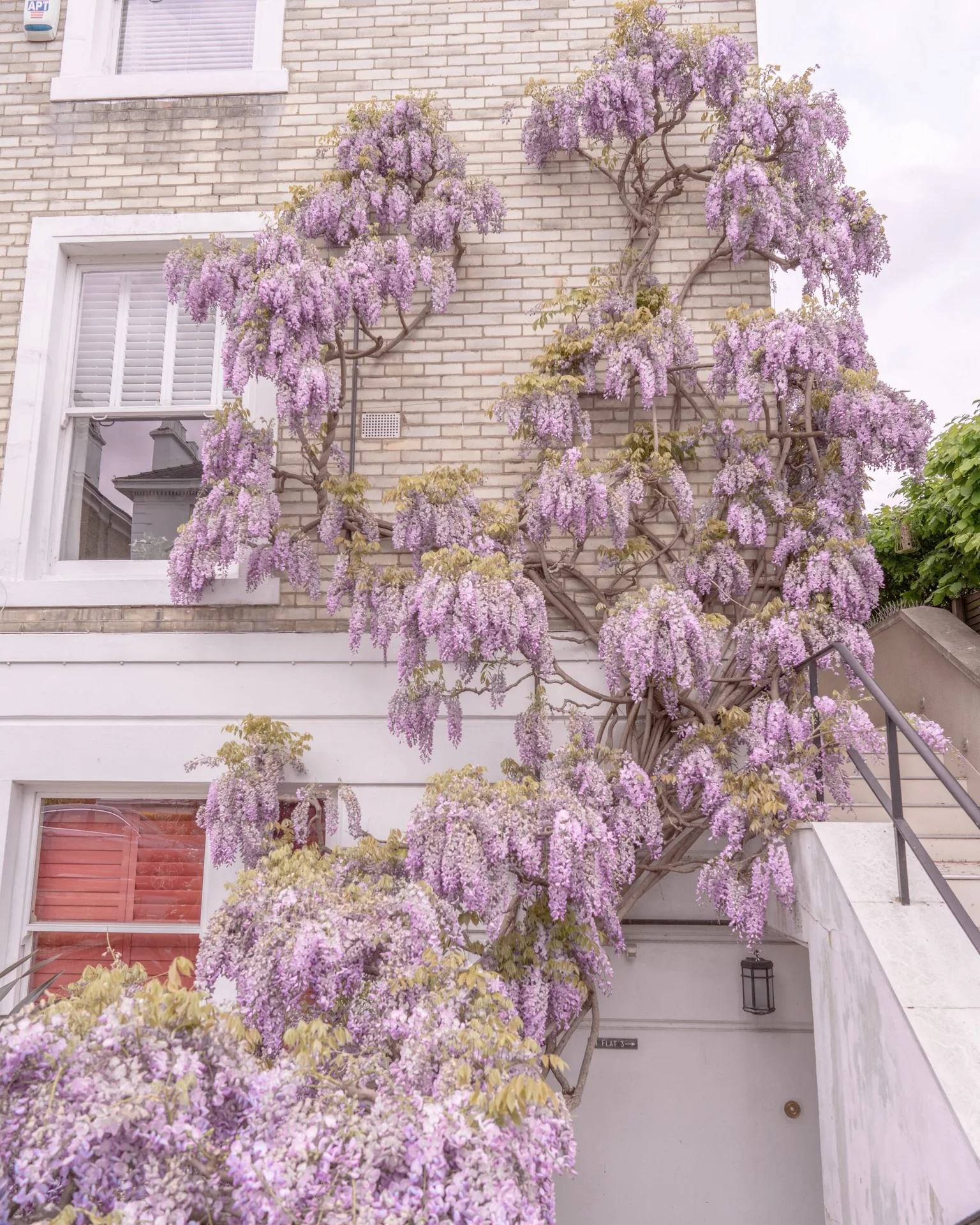 Lavender wisteria cascades over the pale brick façade and stairway of a charming London townhouse.