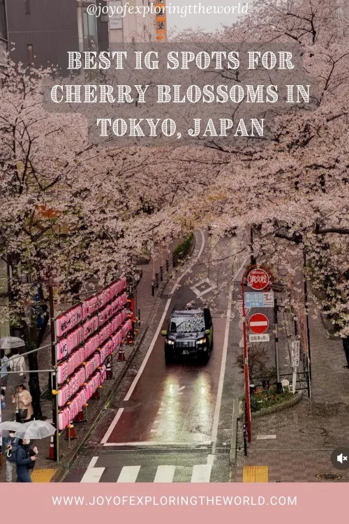 A narrow Tokyo street lined with blooming cherry trees forming a pink canopy over a black taxi and pedestrians near lanterns and signs.