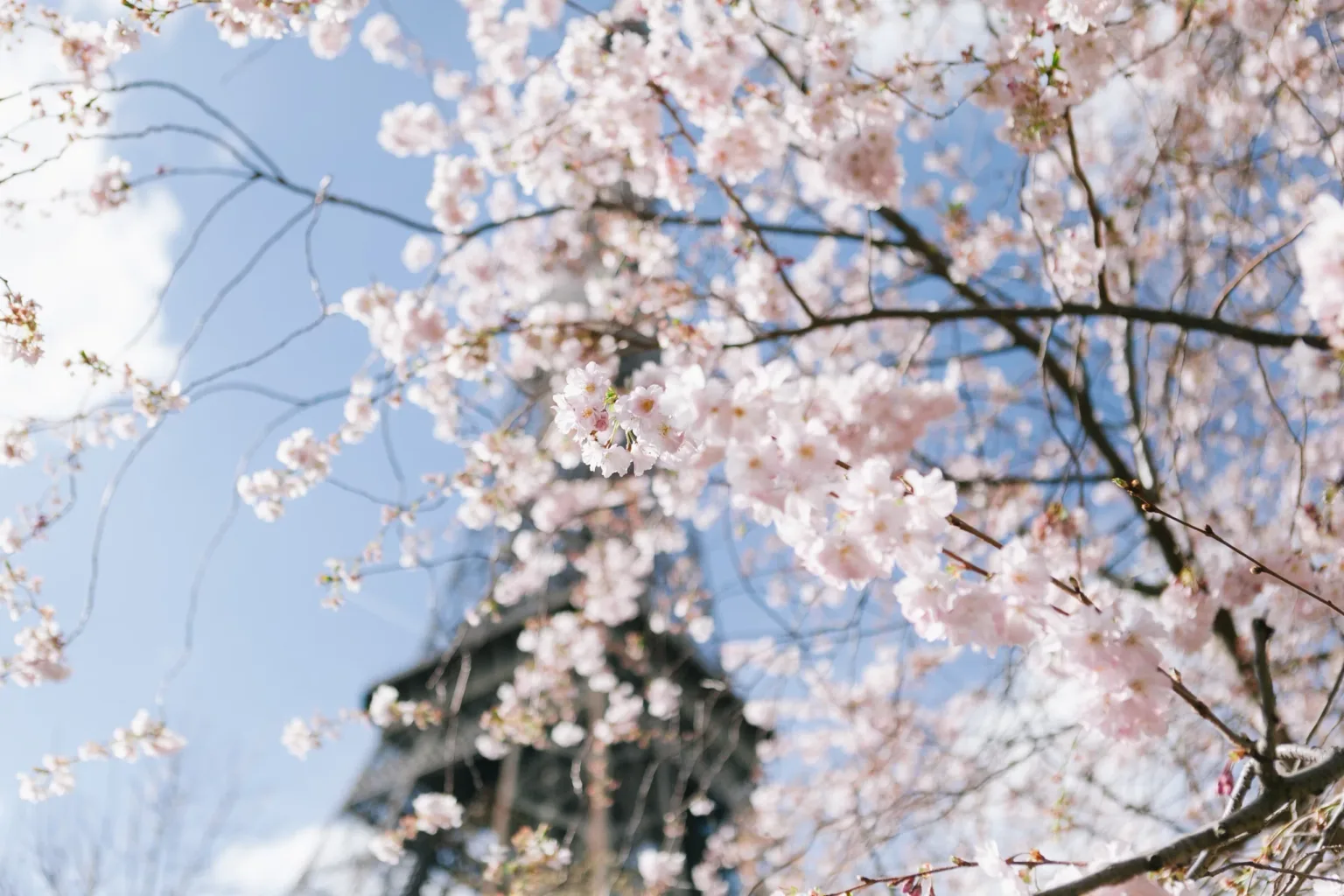 Delicate pink cherry blossoms in full bloom framing a blurred tower against a clear blue spring sky.