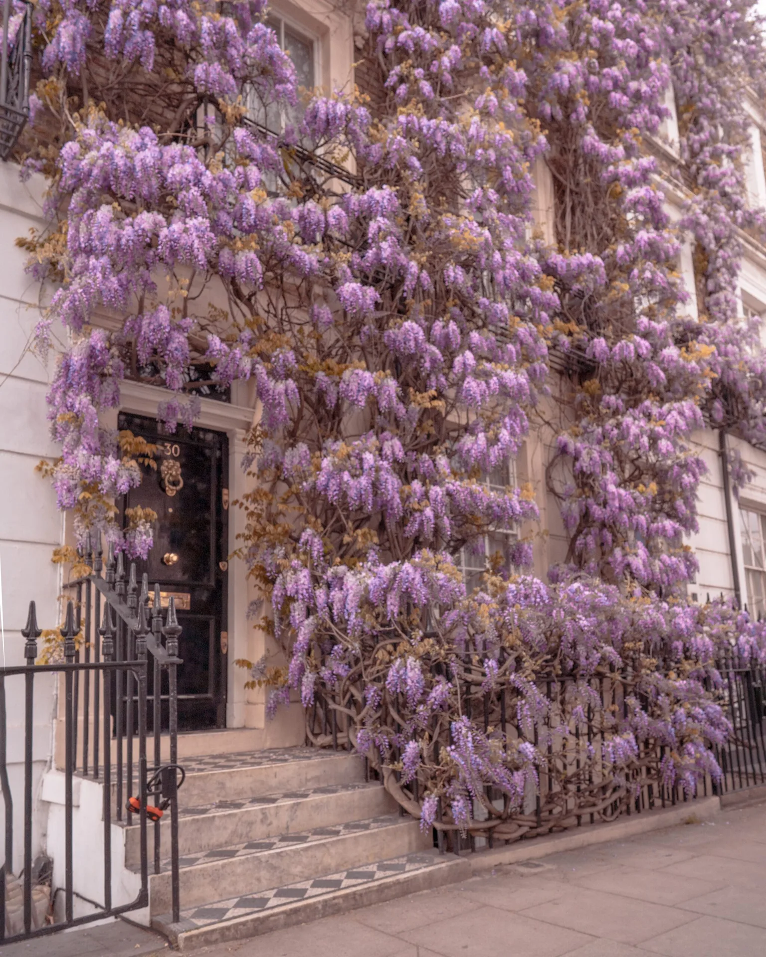 Townhouse entrance covered in cascading purple wisteria blooms climbing the façade and wrought-iron railings.