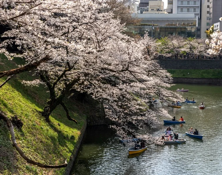 Tokyo Cherry blossoms spots : Cherry blossom trees overhanging a city moat with people rowing small boats among falling petals in Chidorigafuchi Moat, Tokyo.
