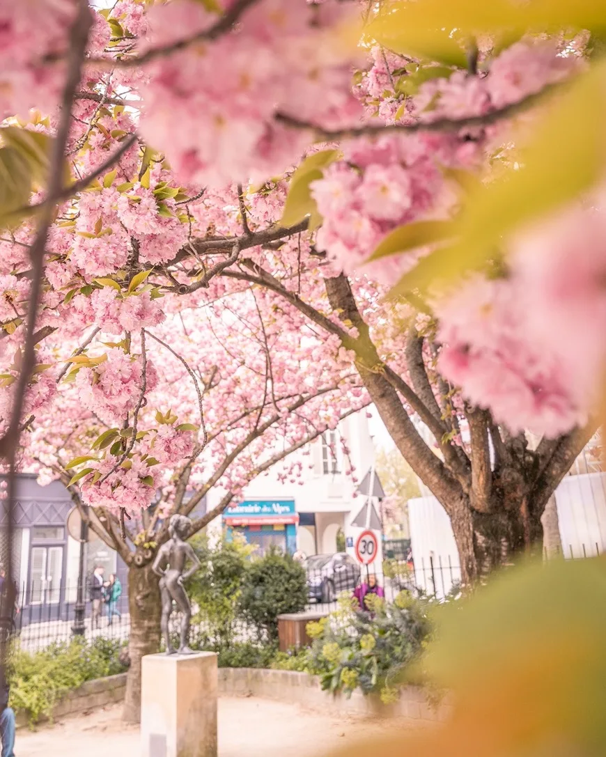 A city park path framed by arching cherry trees in full pink bloom with a small bronze statue beneath the blossoms.