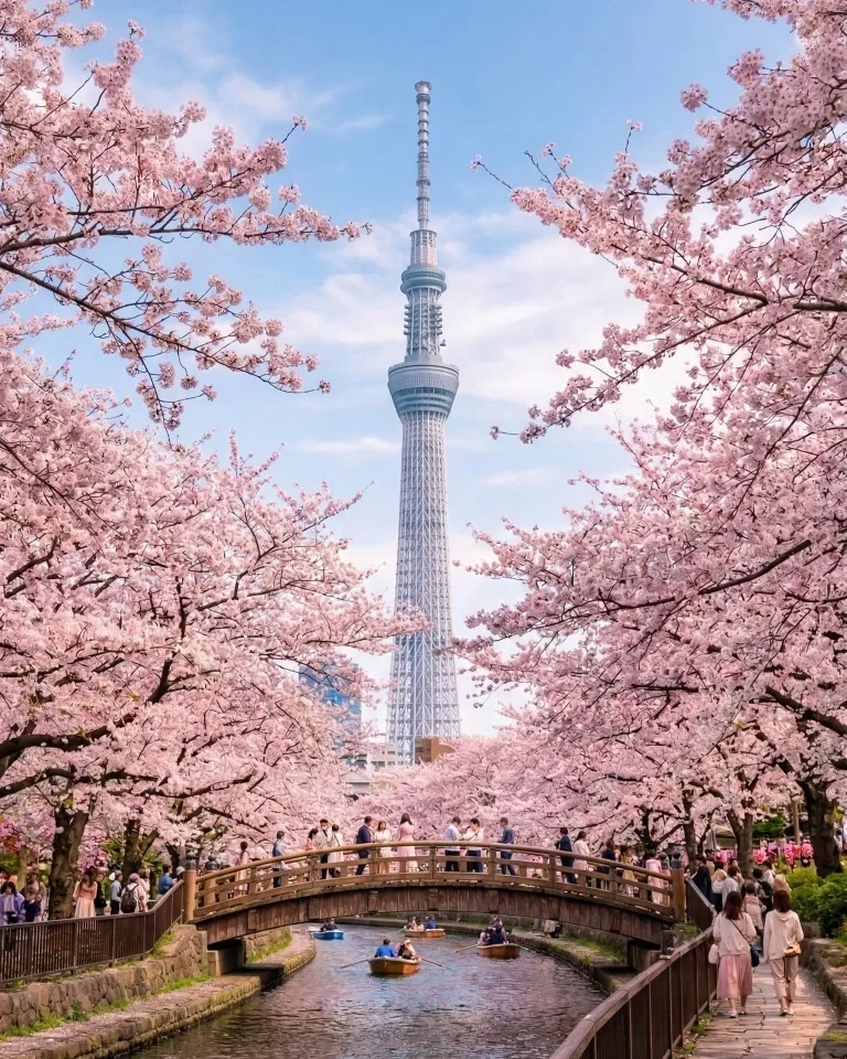 Cherry blossom-lined canal with boats and a wooden bridge in foreground, Tokyo Skytree rising against a blue sky in the background.