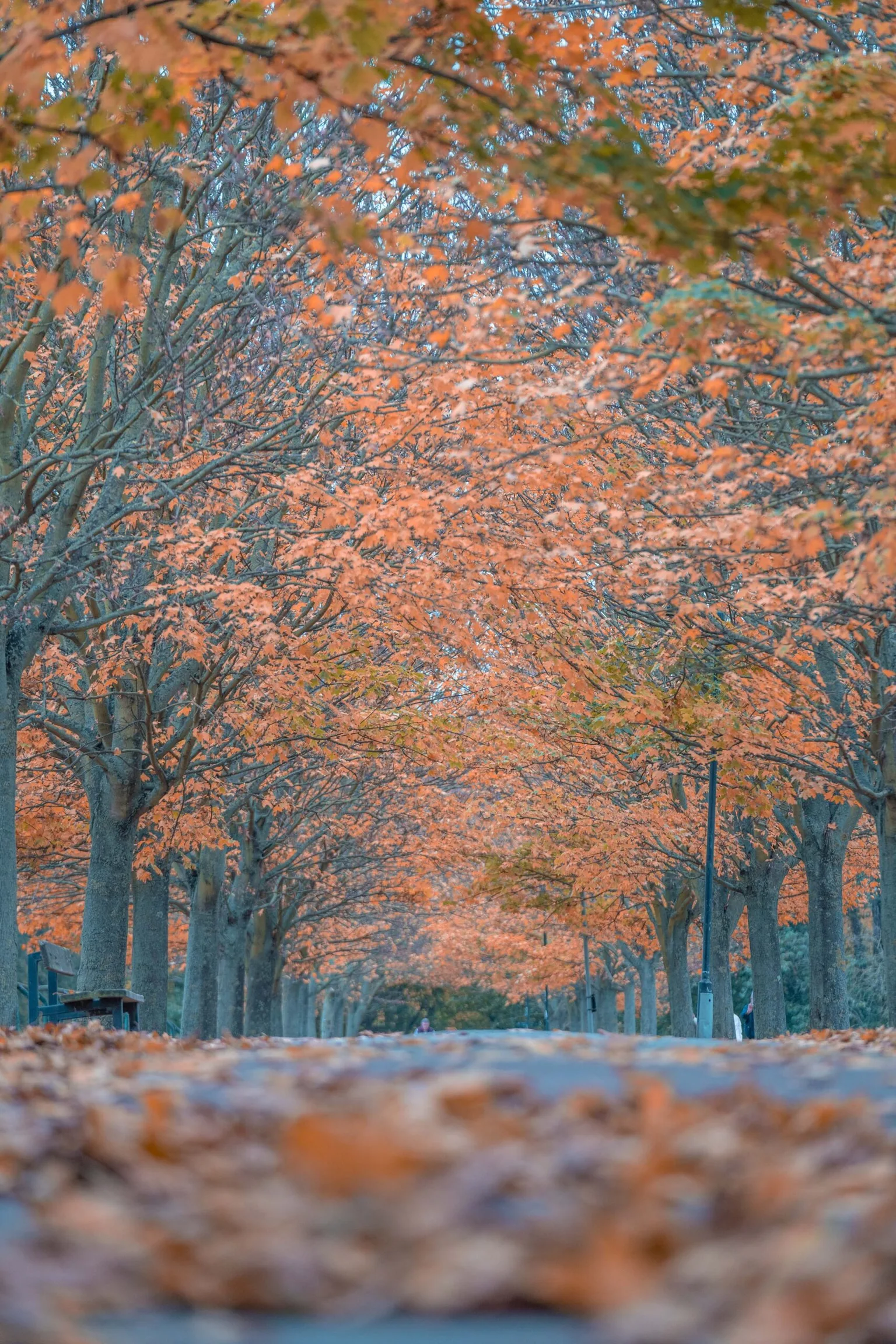 Tree-lined avenue in autumn with orange leaves forming a canopy and a carpet of fallen leaves on the path.