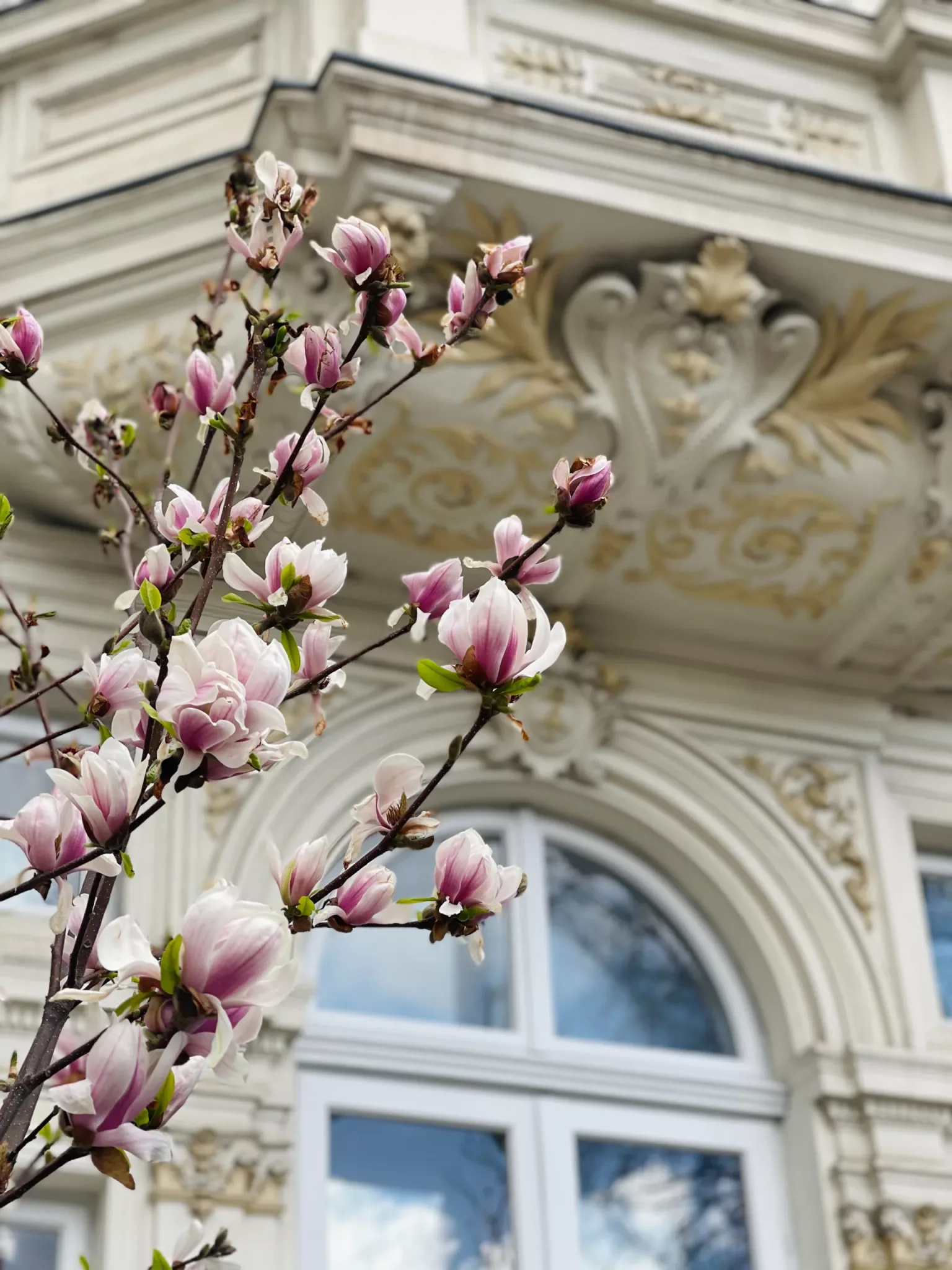 Pink-and-white magnolia blossoms in front of an ornate cream-coloured building façade with arched windows.