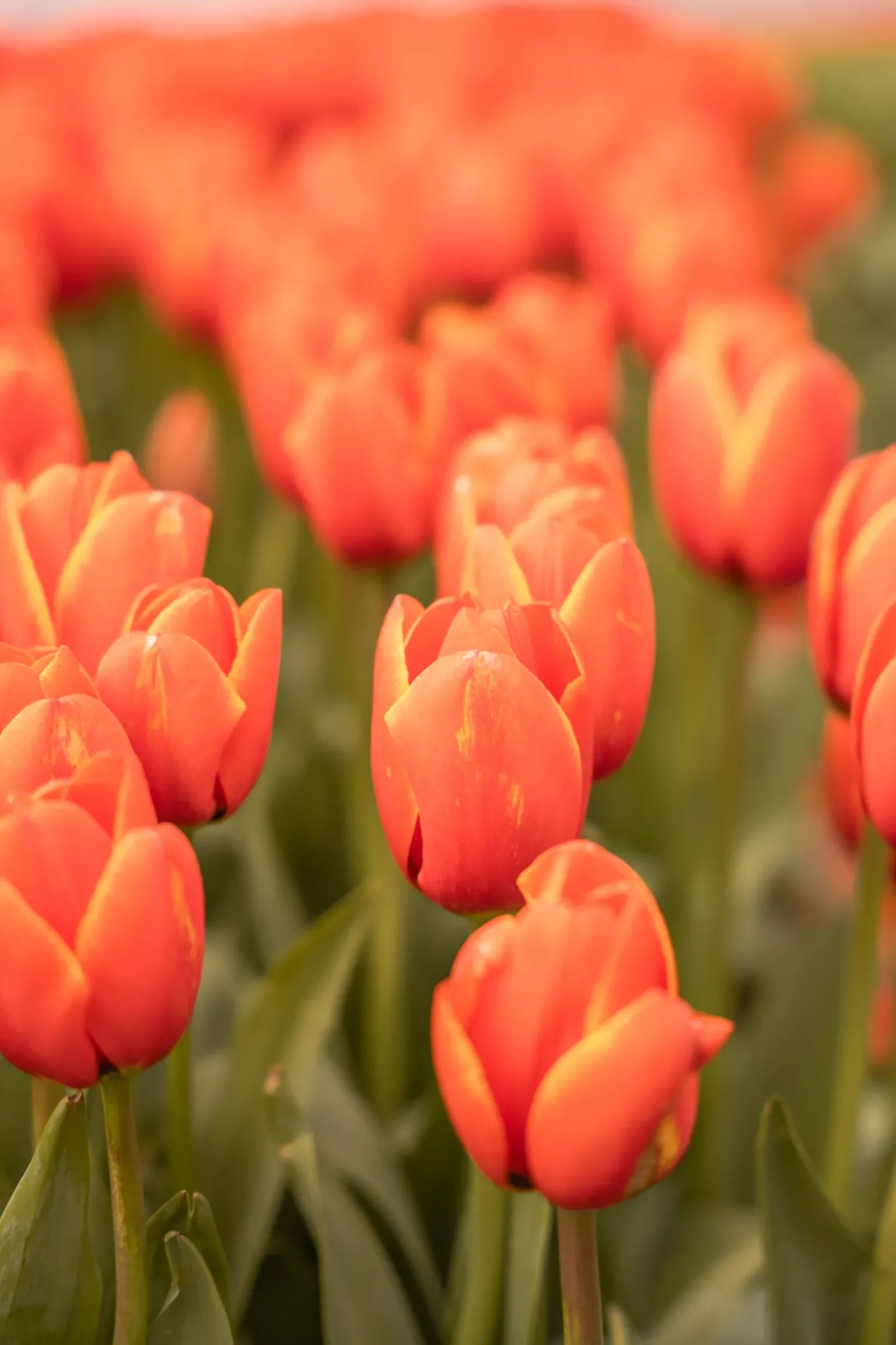 A close-up of a vibrant field of orange-red tulips in bloom, with soft green stems and blurred flowers in the background.