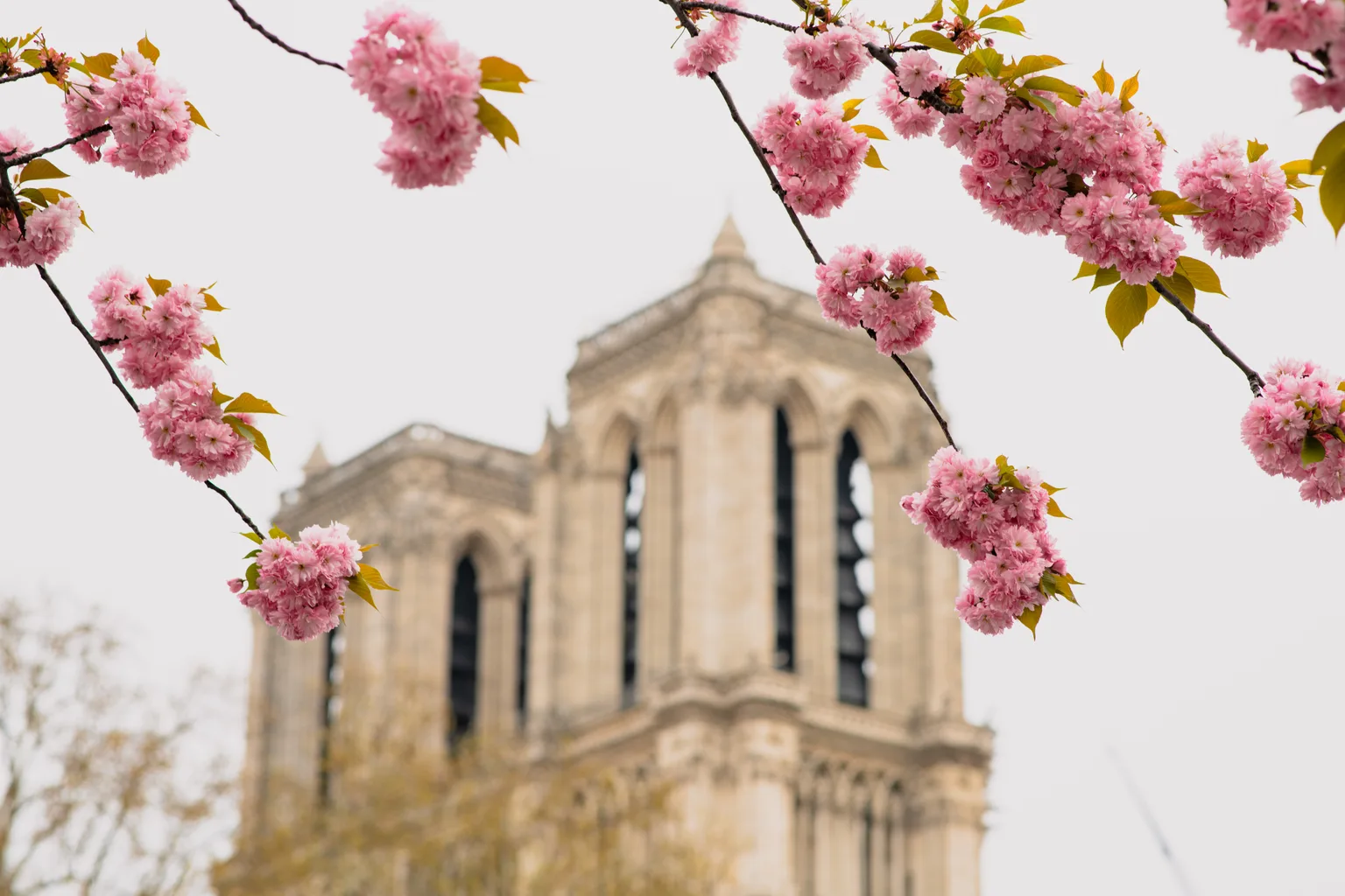 Pink cherry blossom clusters framing the blurred stone towers of a historic cathedral on an overcast day.