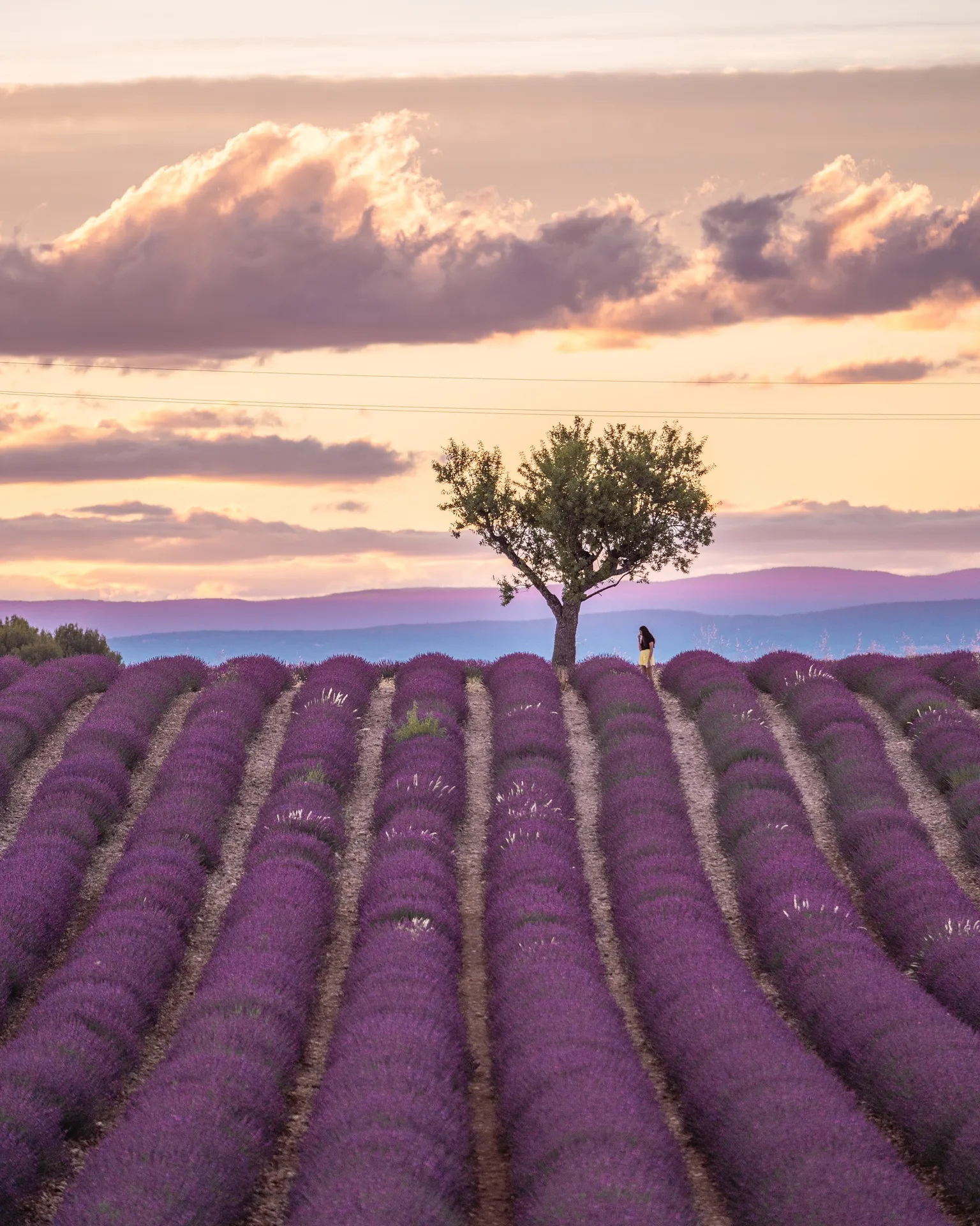 Rows of blooming lavender stretching toward a lone tree under a pastel sunset sky with a distant figure for scale.