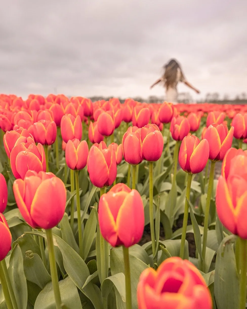 Rows of vibrant pink tulips in a field with a blurred figure walking among them under a cloudy sky