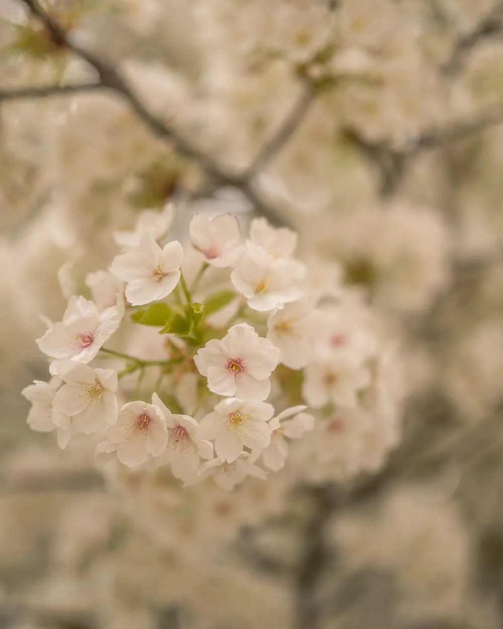 Delicate pale pink cherry blossoms clustered on a branch against a soft, blurred springtime background.