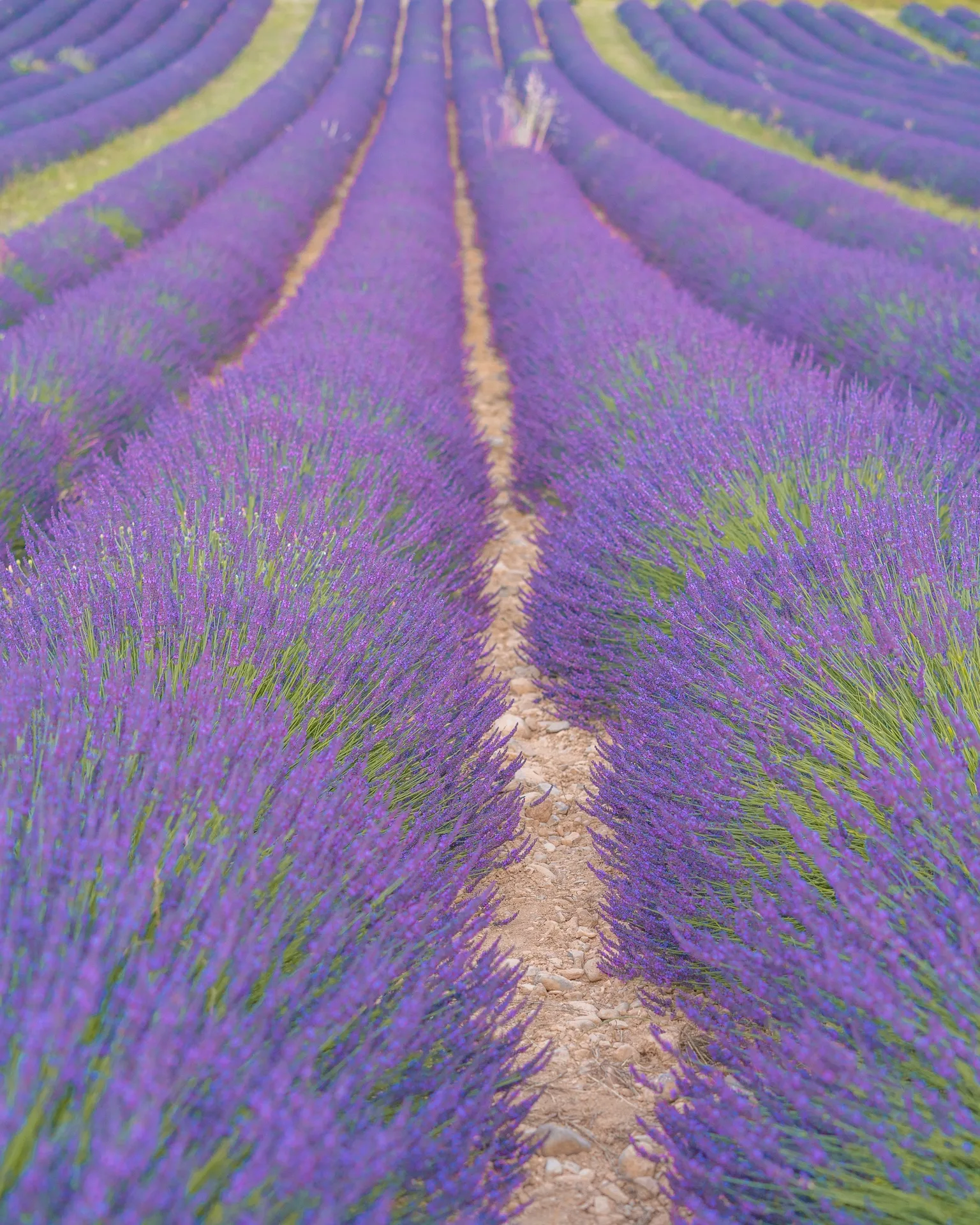 Rows of vibrant purple lavender bushes stretching into the distance with a narrow dirt path between them.