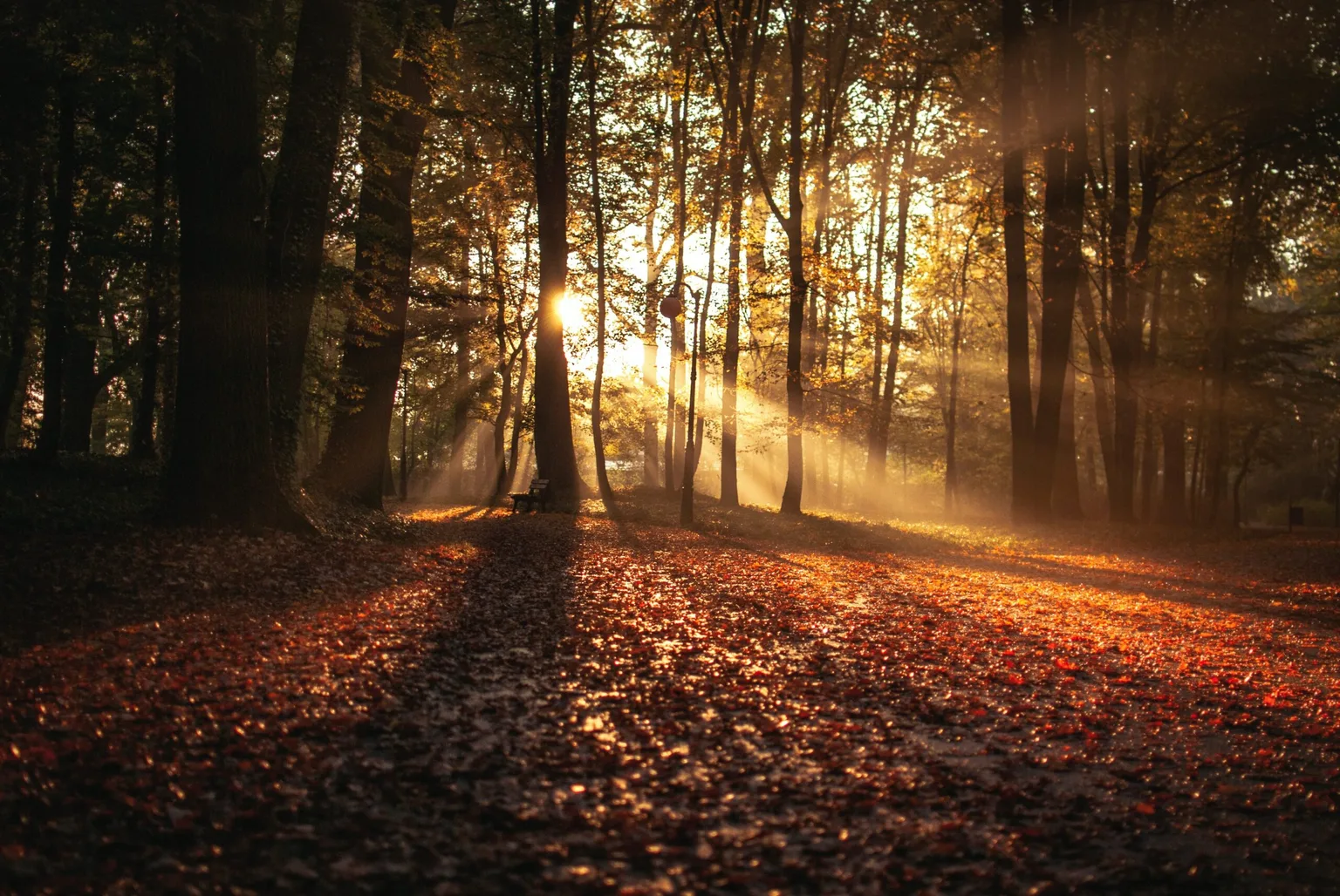 Sunlit forest path with autumn leaves carpeting the ground and golden rays streaming through tall trees.