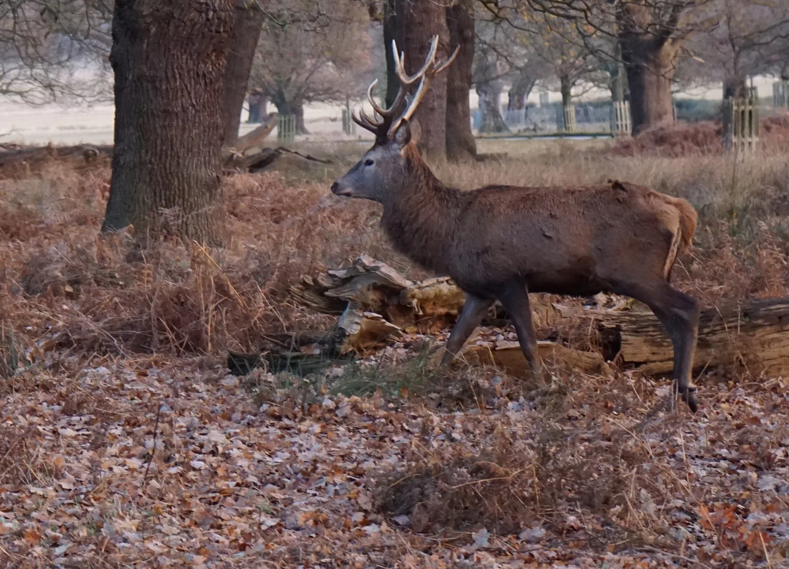 A red stag with antlers walking through a frost-kissed oak woodland strewn with fallen leaves and bracken.
