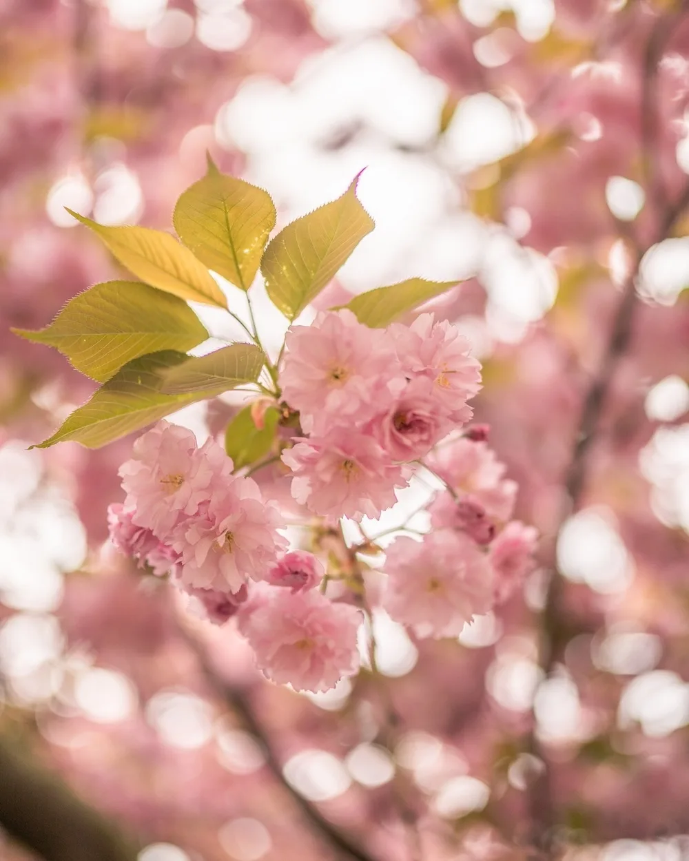 Delicate pink cherry blossoms clustered on a branch with soft green leaves and a dreamy bokeh background.