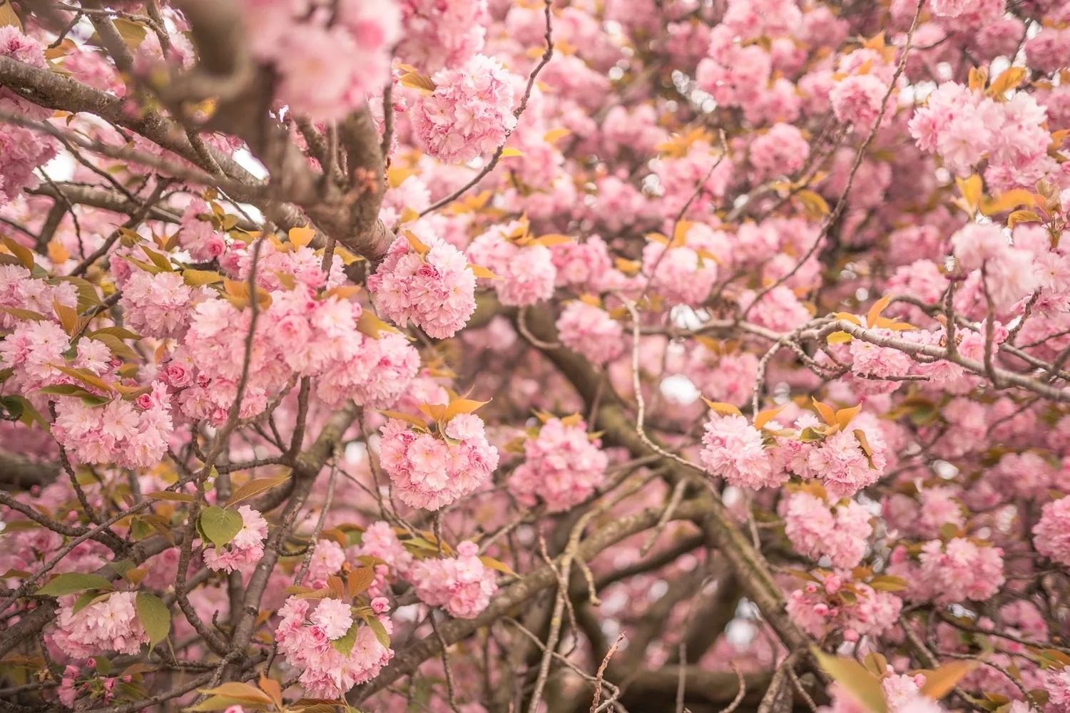 Clusters of soft pink cherry blossoms densely cover twisting branches against a blurred spring background.