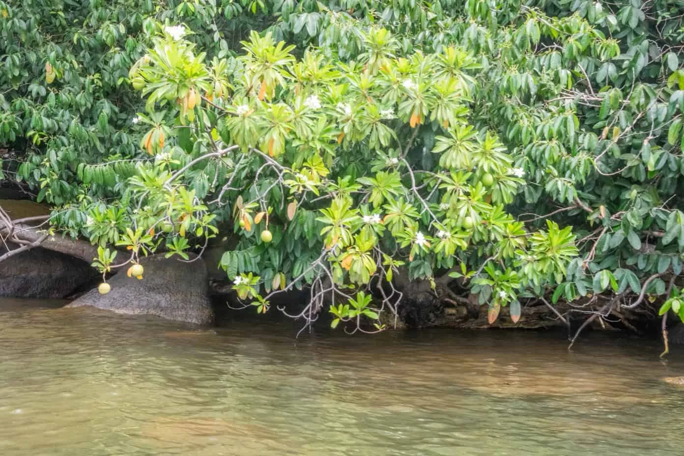 Lush mangrove foliage over calm water.