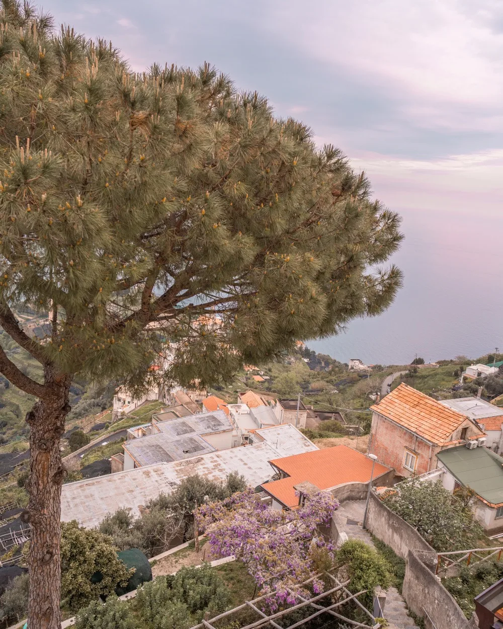 Pine tree overlooking terraced hillside houses, purple blossoms and a calm sea under a pastel sunset sky.