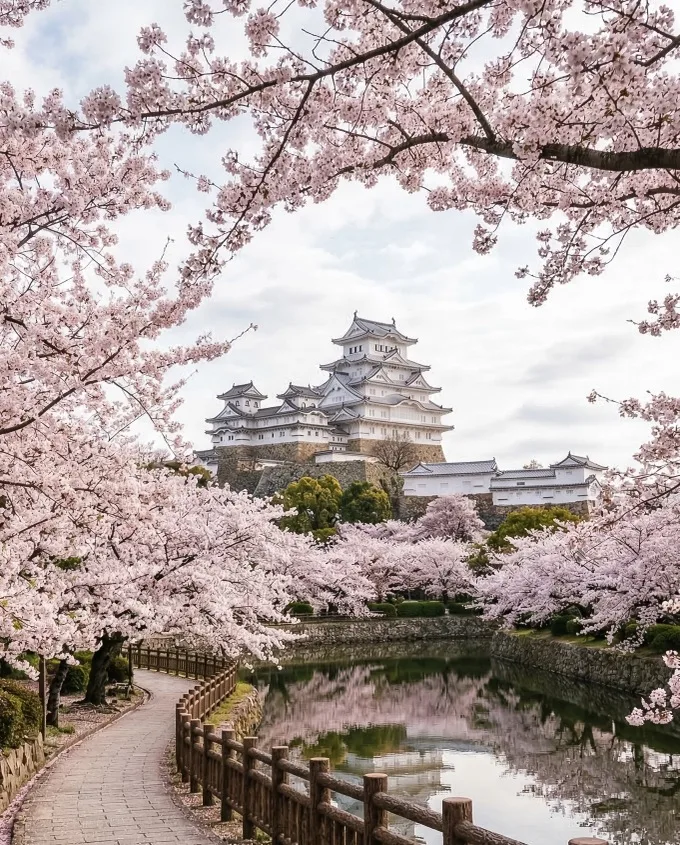 Himeji Castle framed by blooming pink cherry blossoms with a riverside path and reflective moat in spring.