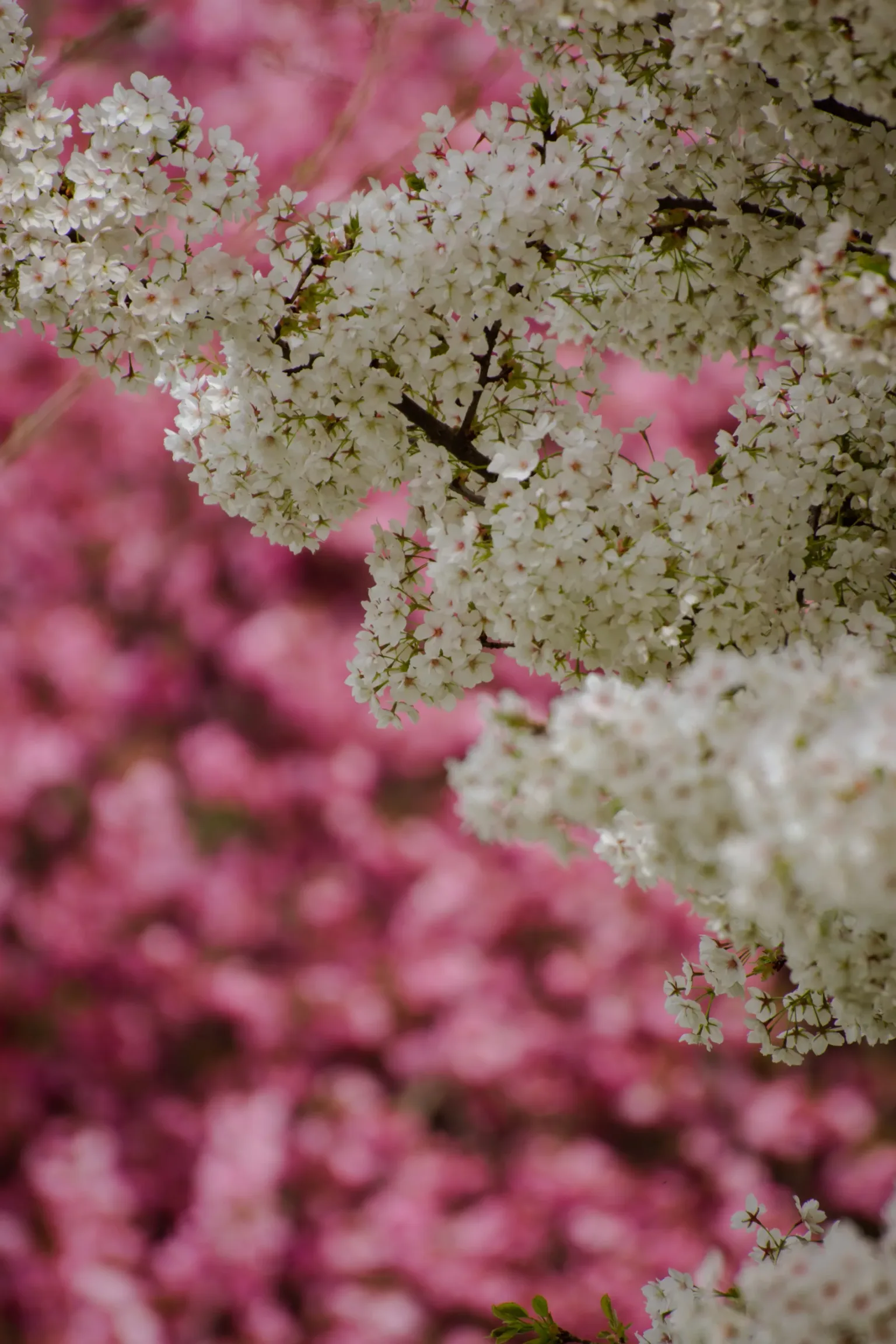 Delicate clusters of white cherry blossoms in the foreground against a soft, blurred backdrop of pink blooms.