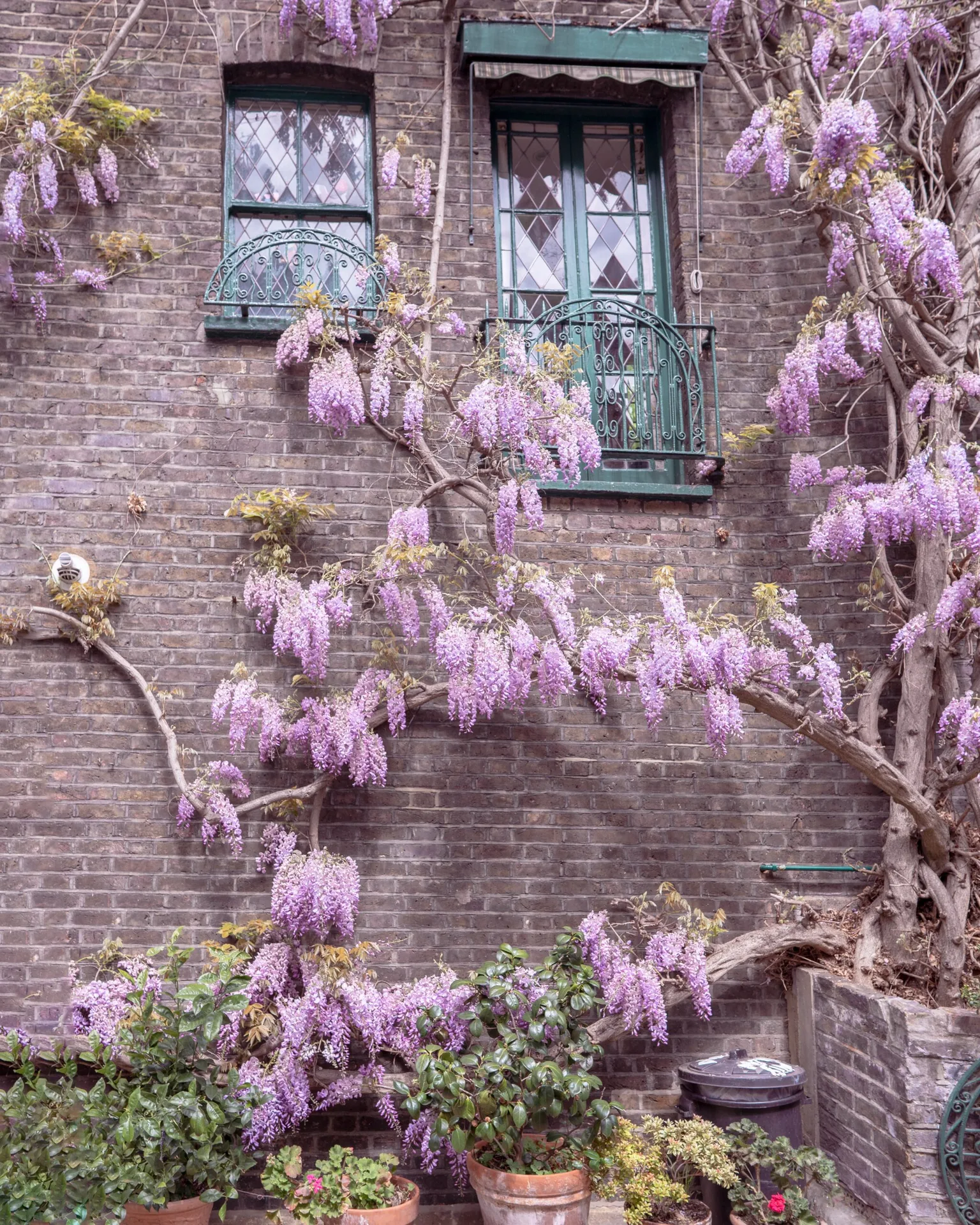 Climbing wisteria with cascades of purple blooms drapes an old brick townhouse around a pair of green-framed leaded windows and a small wrought-iron balcony.