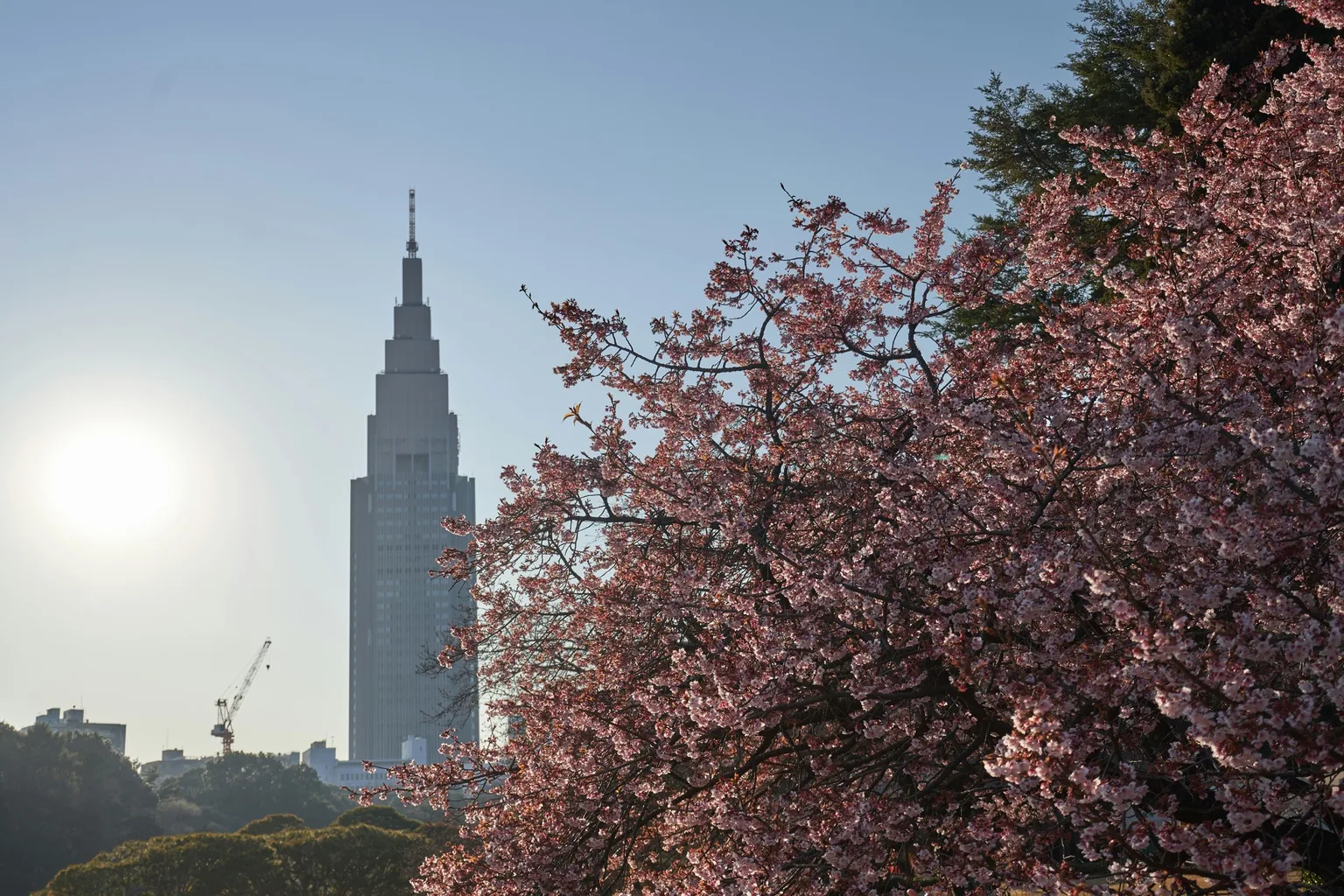 Cherry blossoms in full bloom framing a distant skyscraper under a clear morning sky.