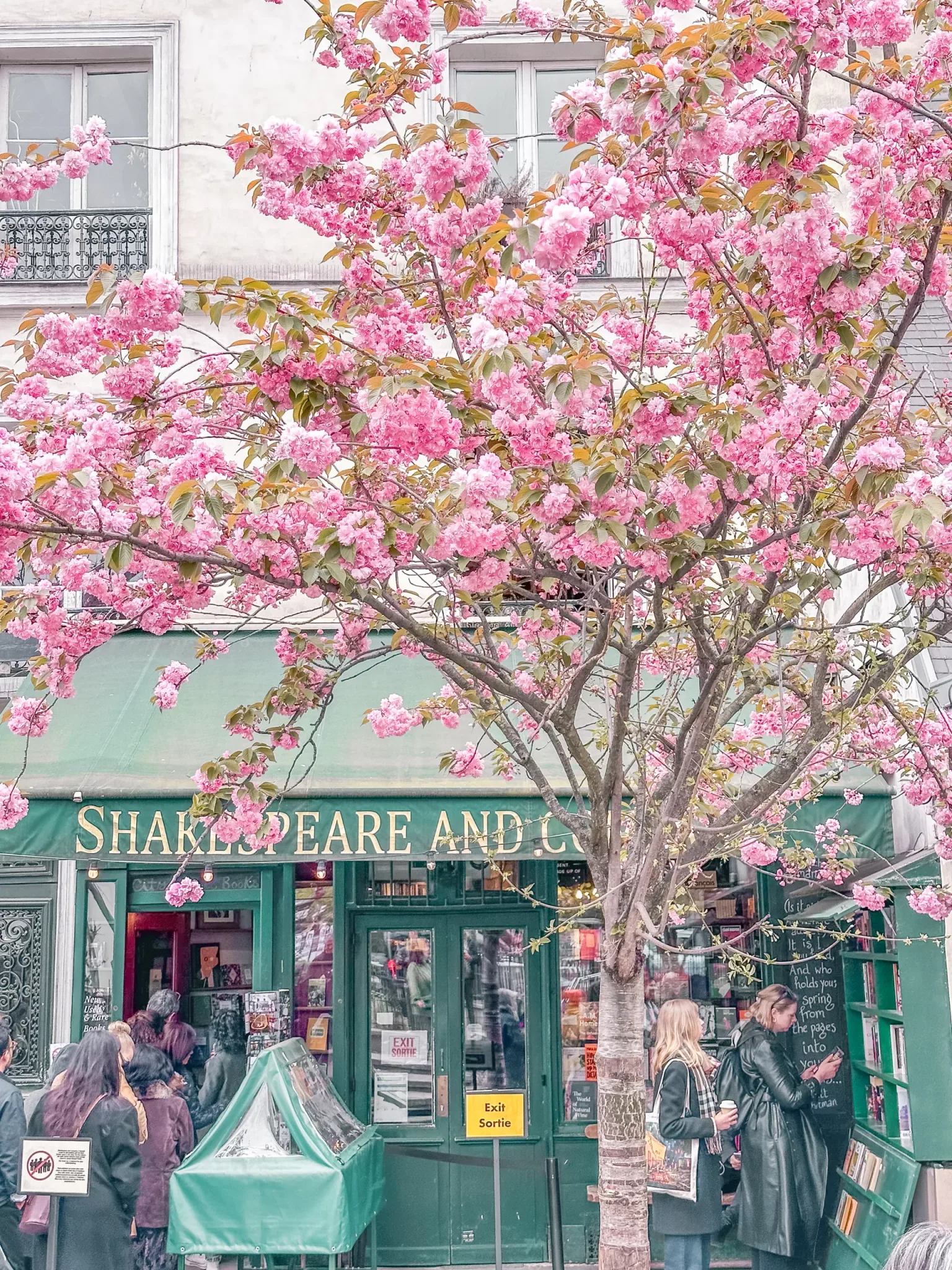 Crowd outside the green Shakespeare and Co. bookshop framed by a blossoming pink cherry tree in spring.
