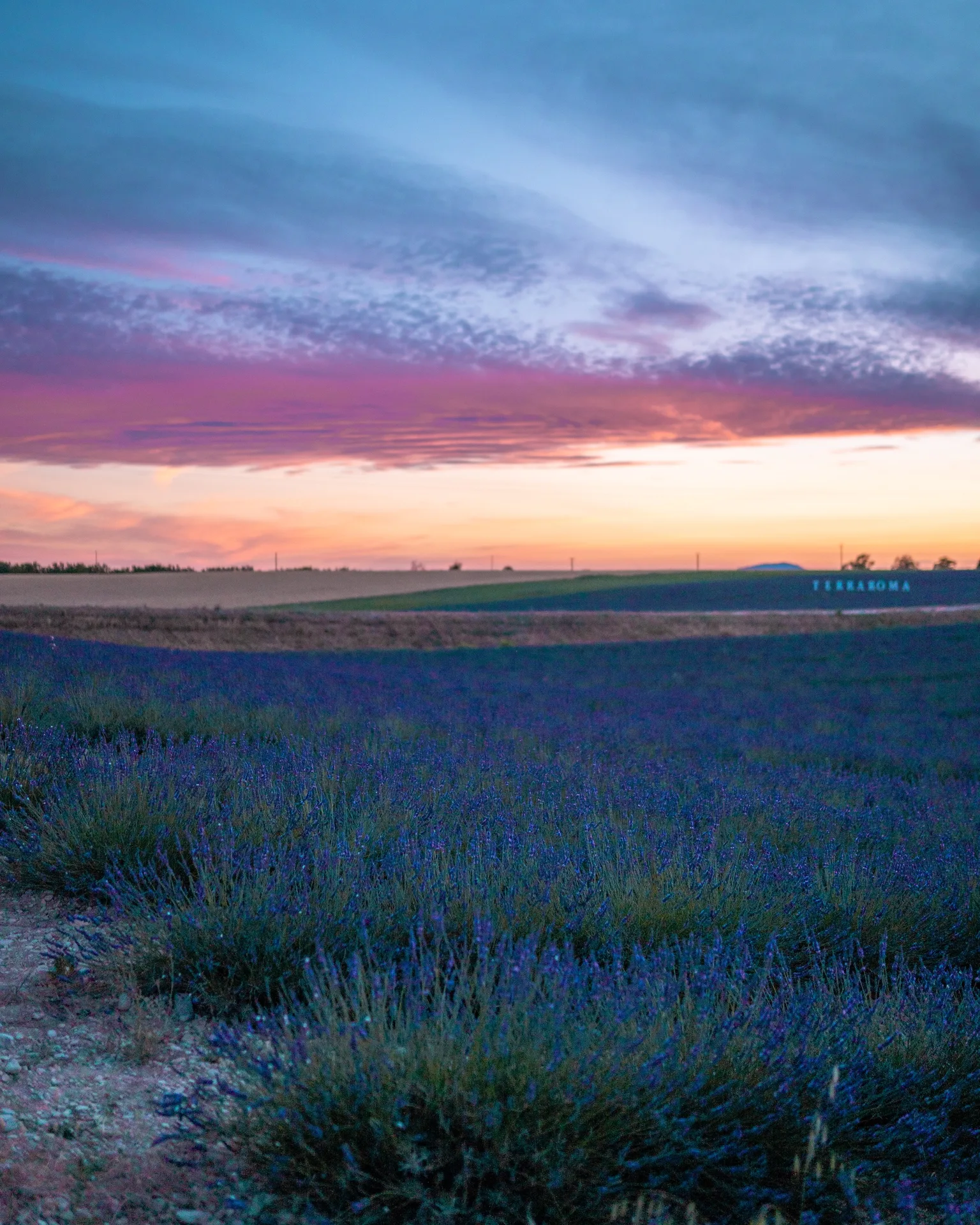 Rolling lavender fields in bloom under a pink and blue sunset sky.