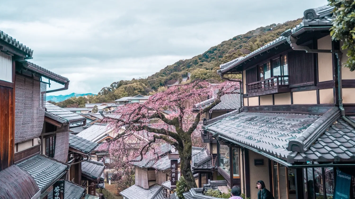 Narrow street of traditional wooden Japanese houses and tiled roofs framed by a large cherry blossom tree in bloom with forested hills beyond.