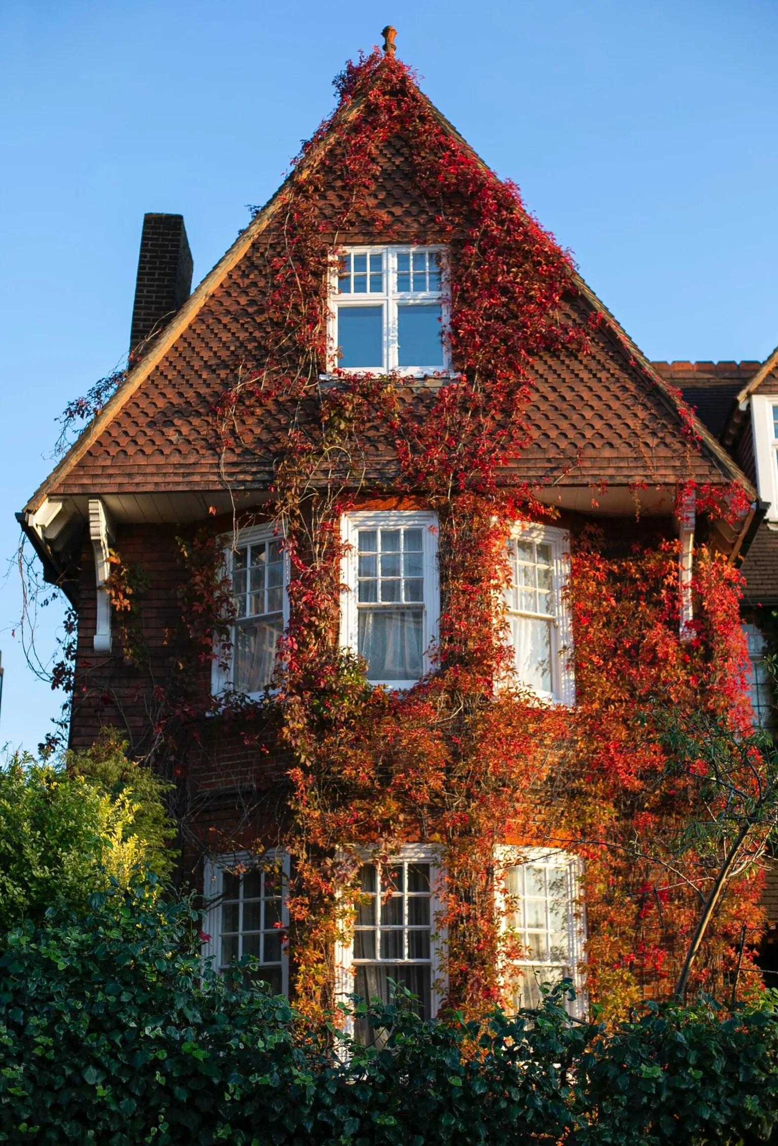 Victorian brick house with steep tiled roof and white-framed bay windows covered in red autumn ivy against a clear blue sky.