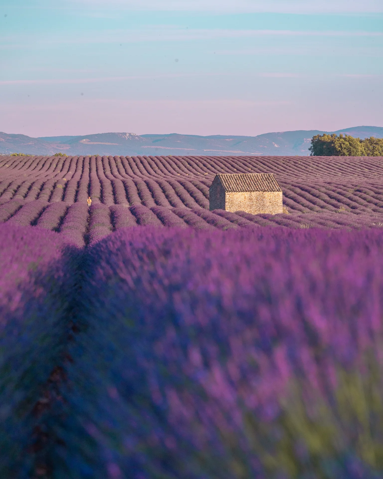Endless rows of purple lavender leading to a small stone cottage under a pastel sky with distant hills.