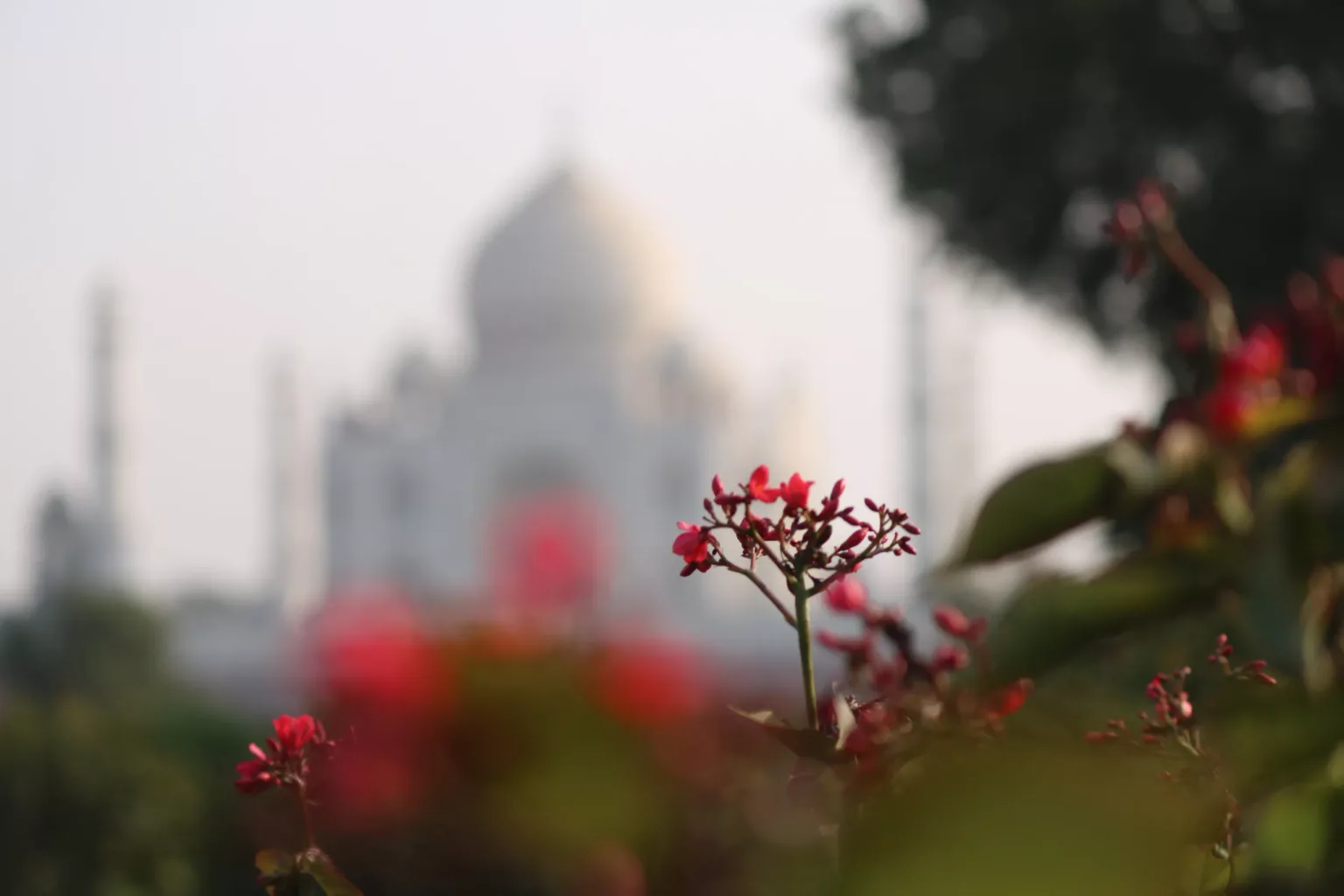 Small red flowers in sharp focus with the blurred silhouette of a large white domed mausoleum in the background.