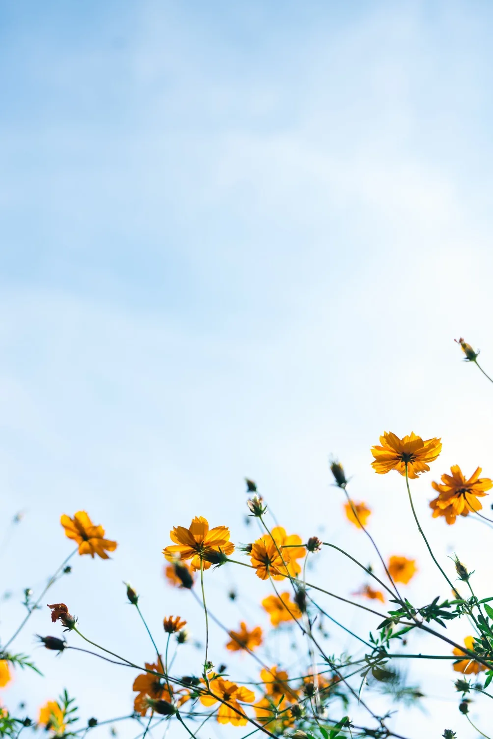 Bright orange cosmos flowers on tall thin stems reaching up against a clear blue sky.