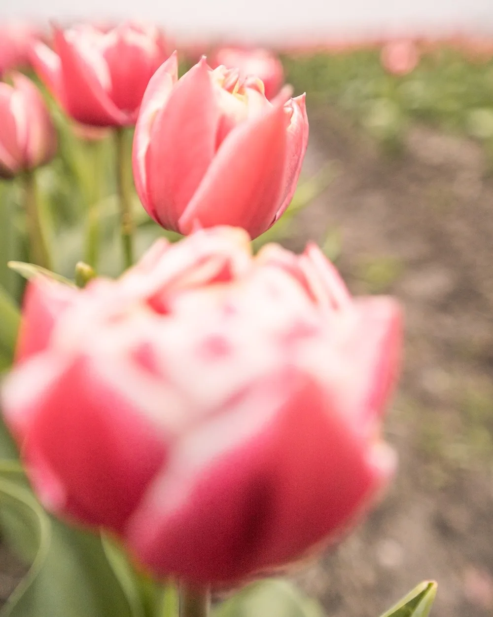 Soft-focus close-up of pink tulips in a field with one sharply framed bloom in the middle distance.